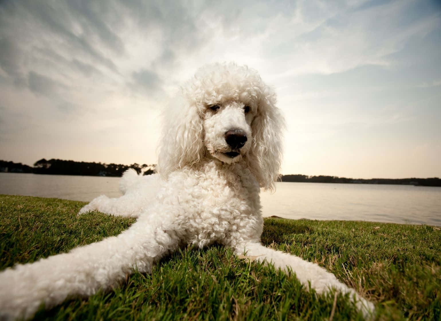 Adorable Poodle Looking On