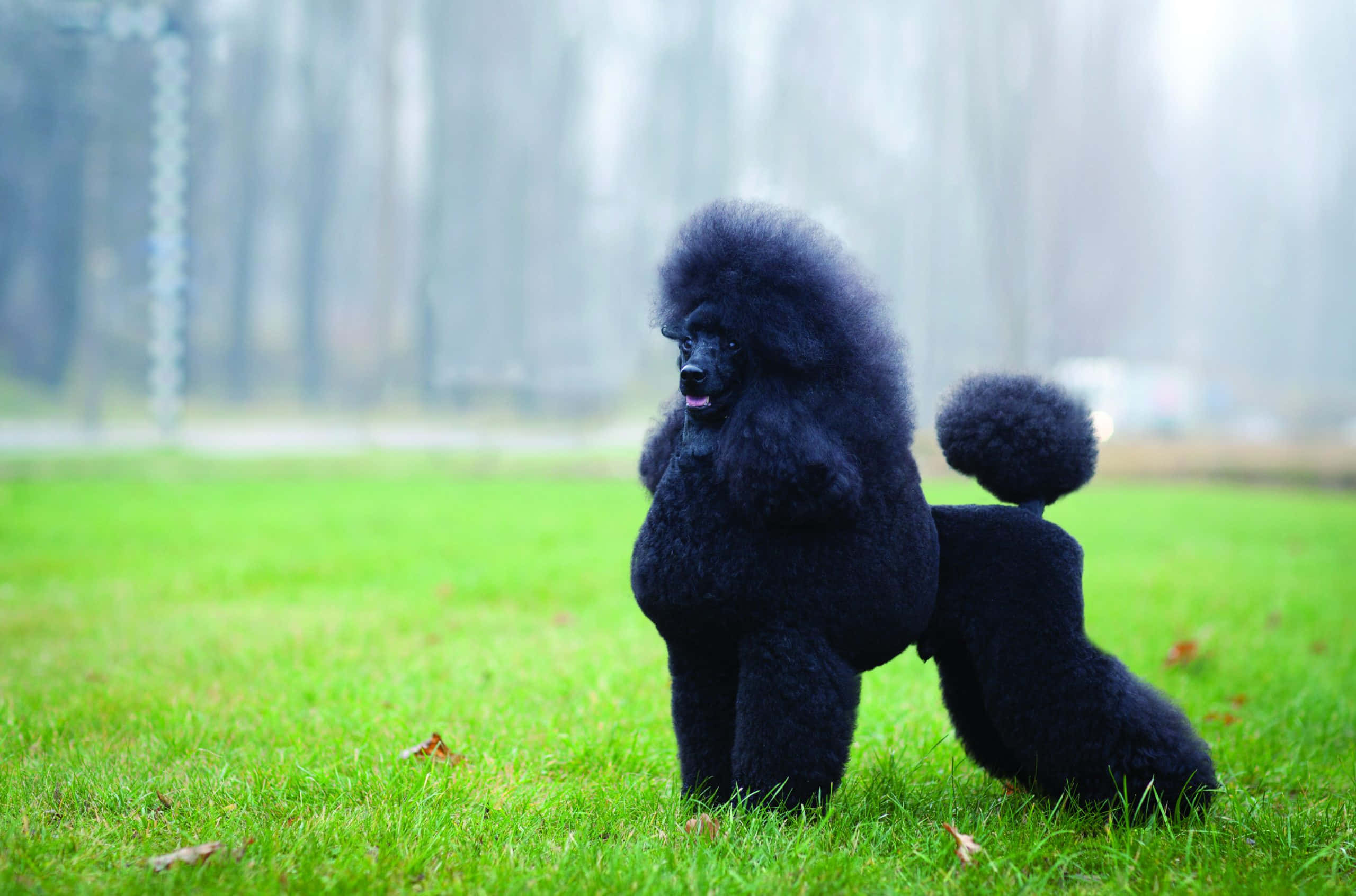 A playful poodle enjoying a walk in the park