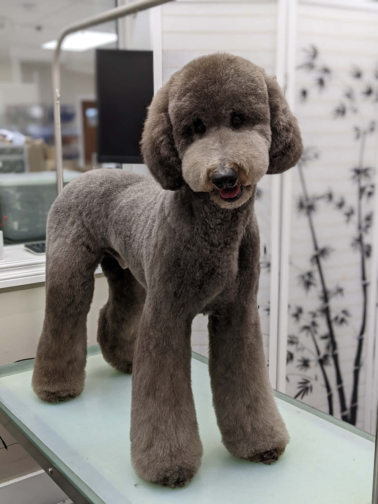 A fluffy and friendly Standard Poodle named Buster looking for a forever home.