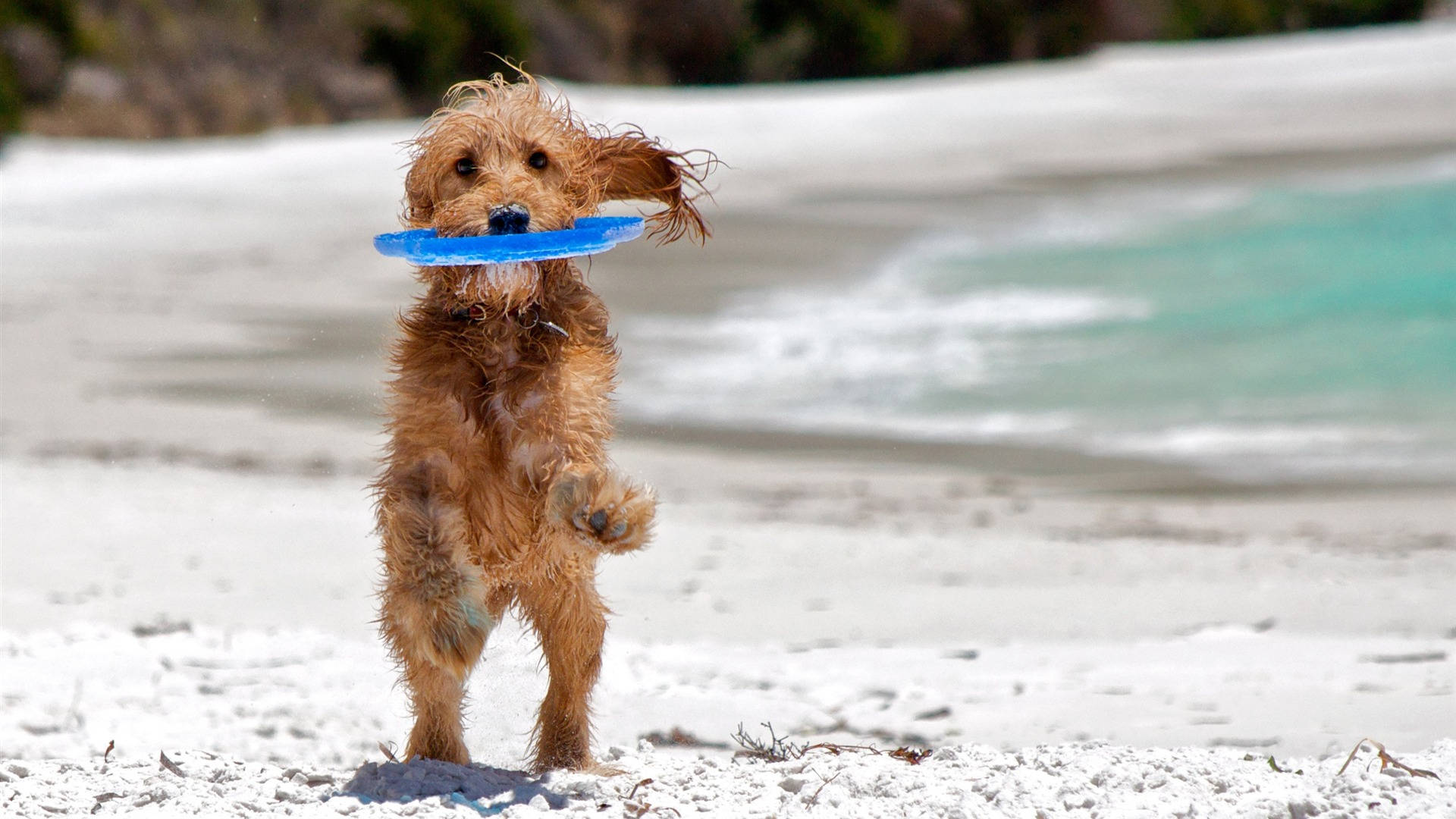 Poodle Dog With Ultimate Frisbee Disc wallpaper