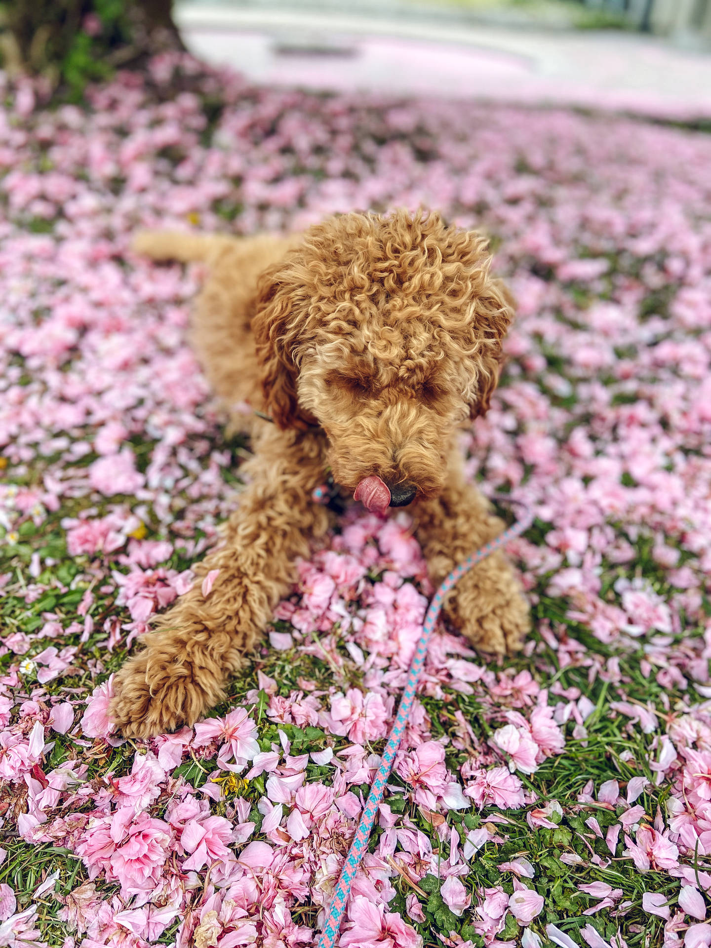 Poodle On Pink Flower Petals