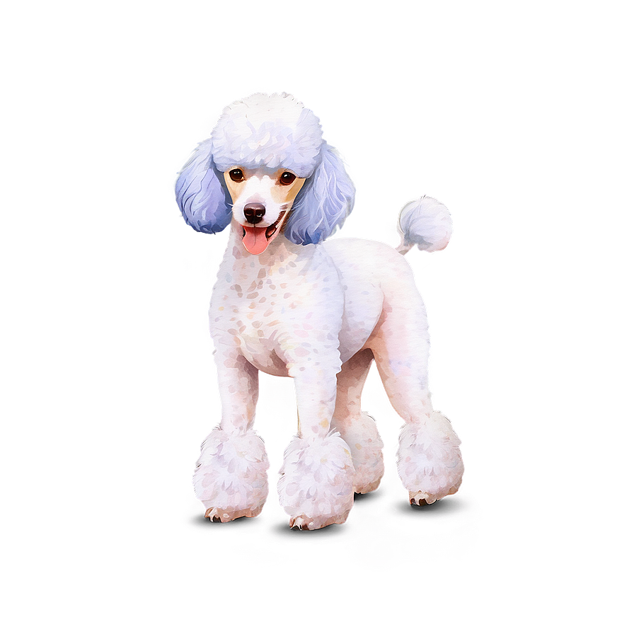 Poodle Watercolor Png 06112024 PNG