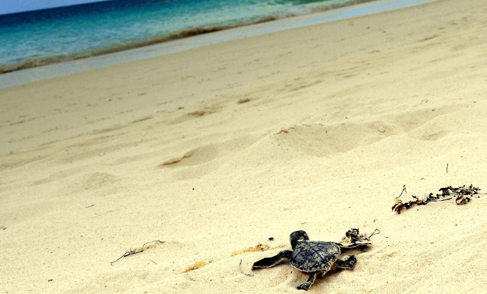 Poor Sea Turtle Crawling Toward The Ocean Wallpaper