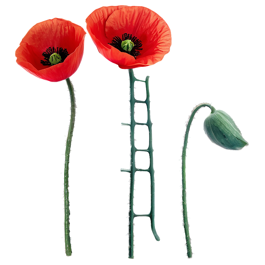 Poppies Stem Png Njc PNG