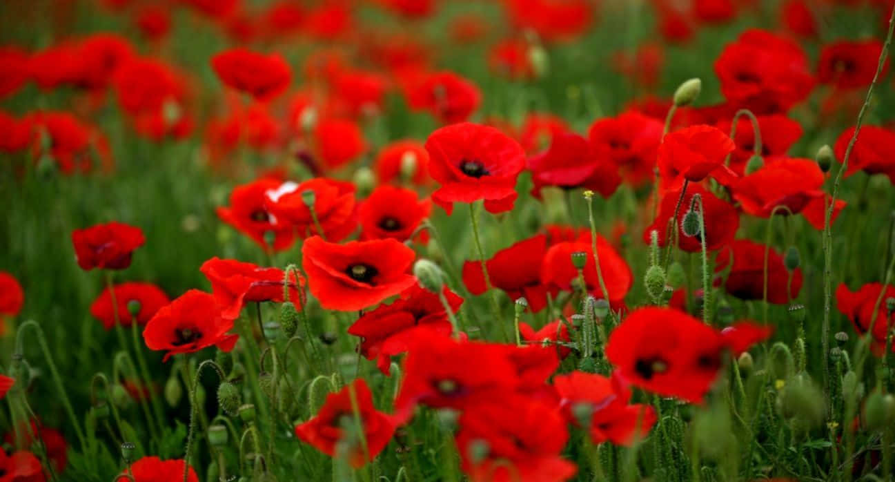 The stunning beauty of a vibrant red poppy