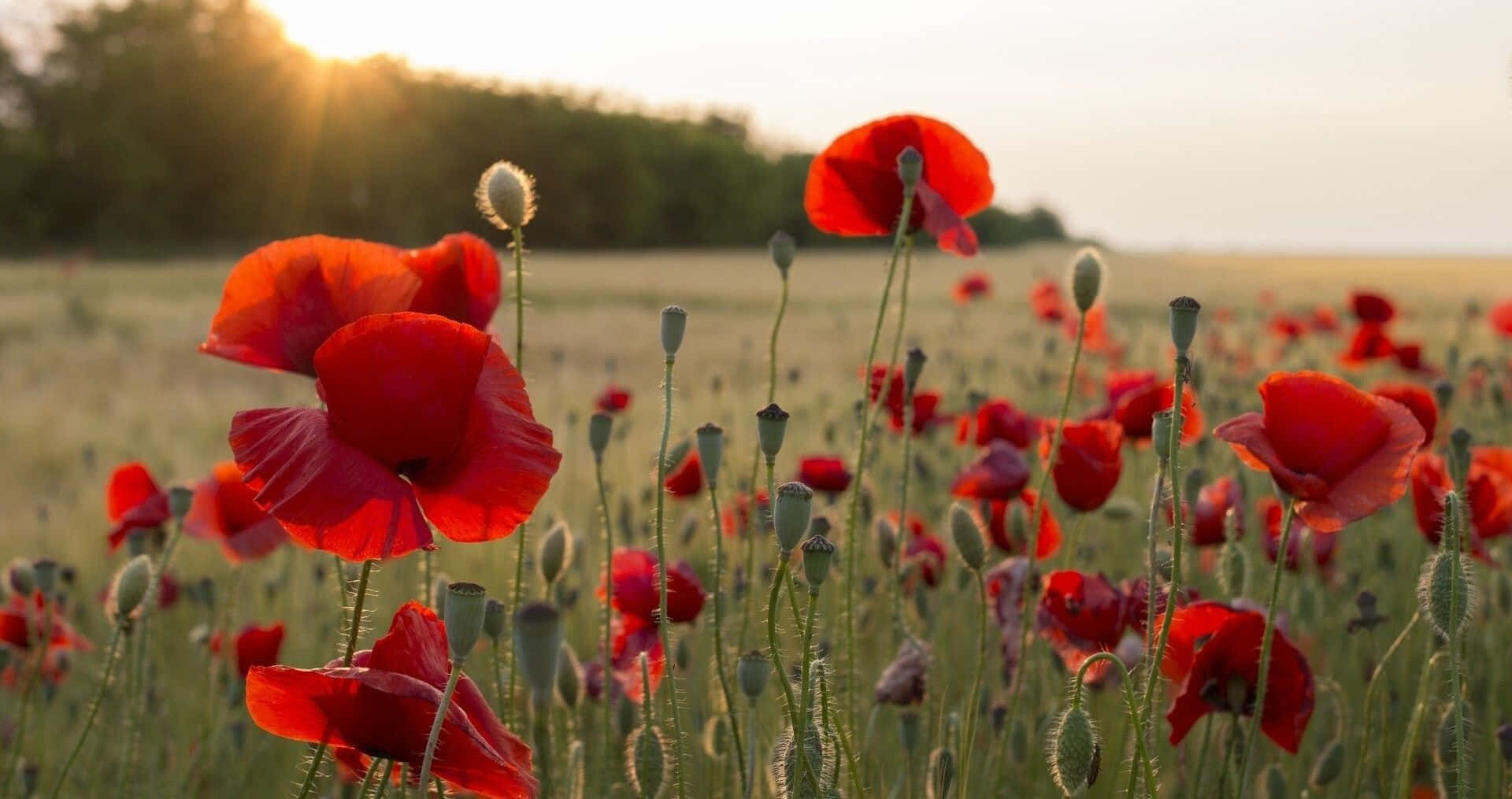 Red Poppies In A Field At Sunset