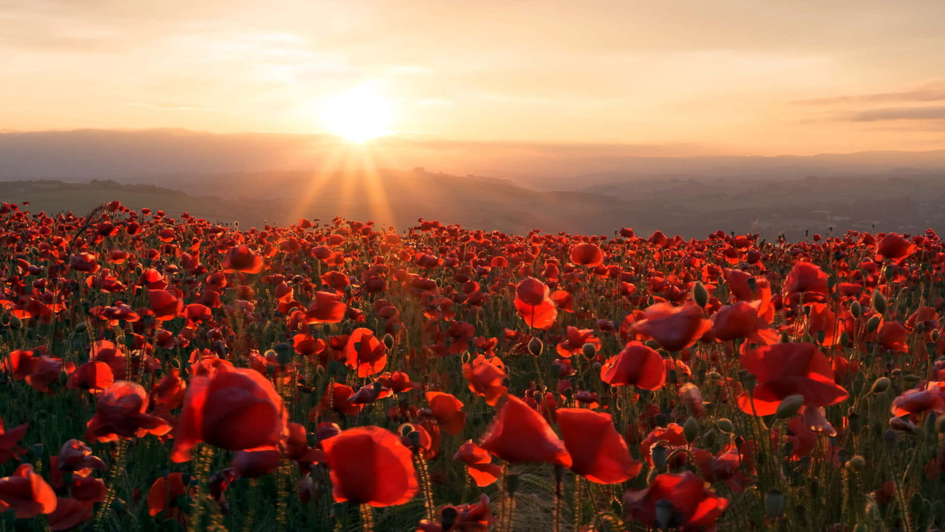 Celebrate the four seasons with the vibrant beauty of Poppy
