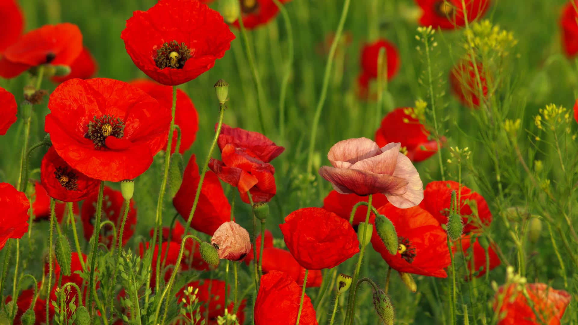 Red Poppies In A Field