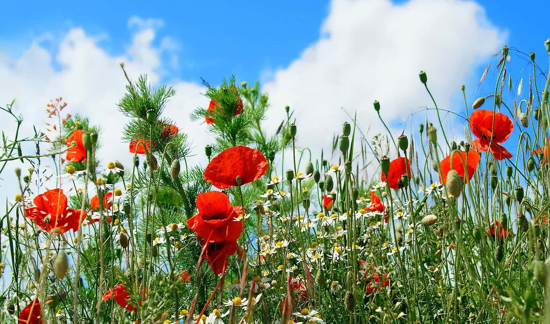 Colorful Poppy Flowers Waving in the Wind