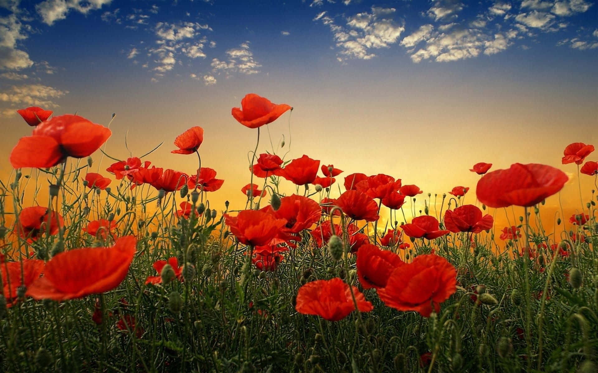 Image  A vibrant field of poppies at sunset