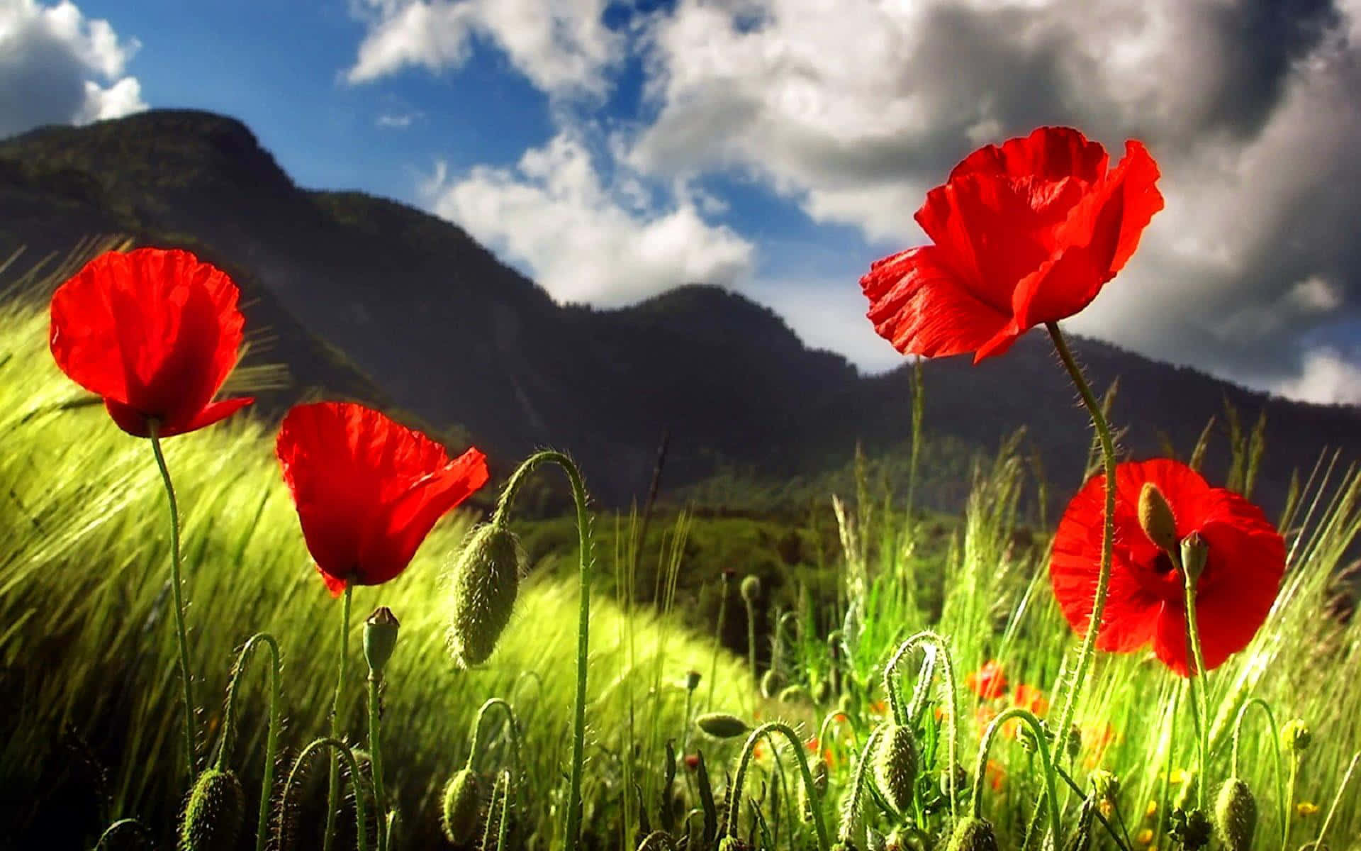 Red Poppies In The Field With Mountains In The Background