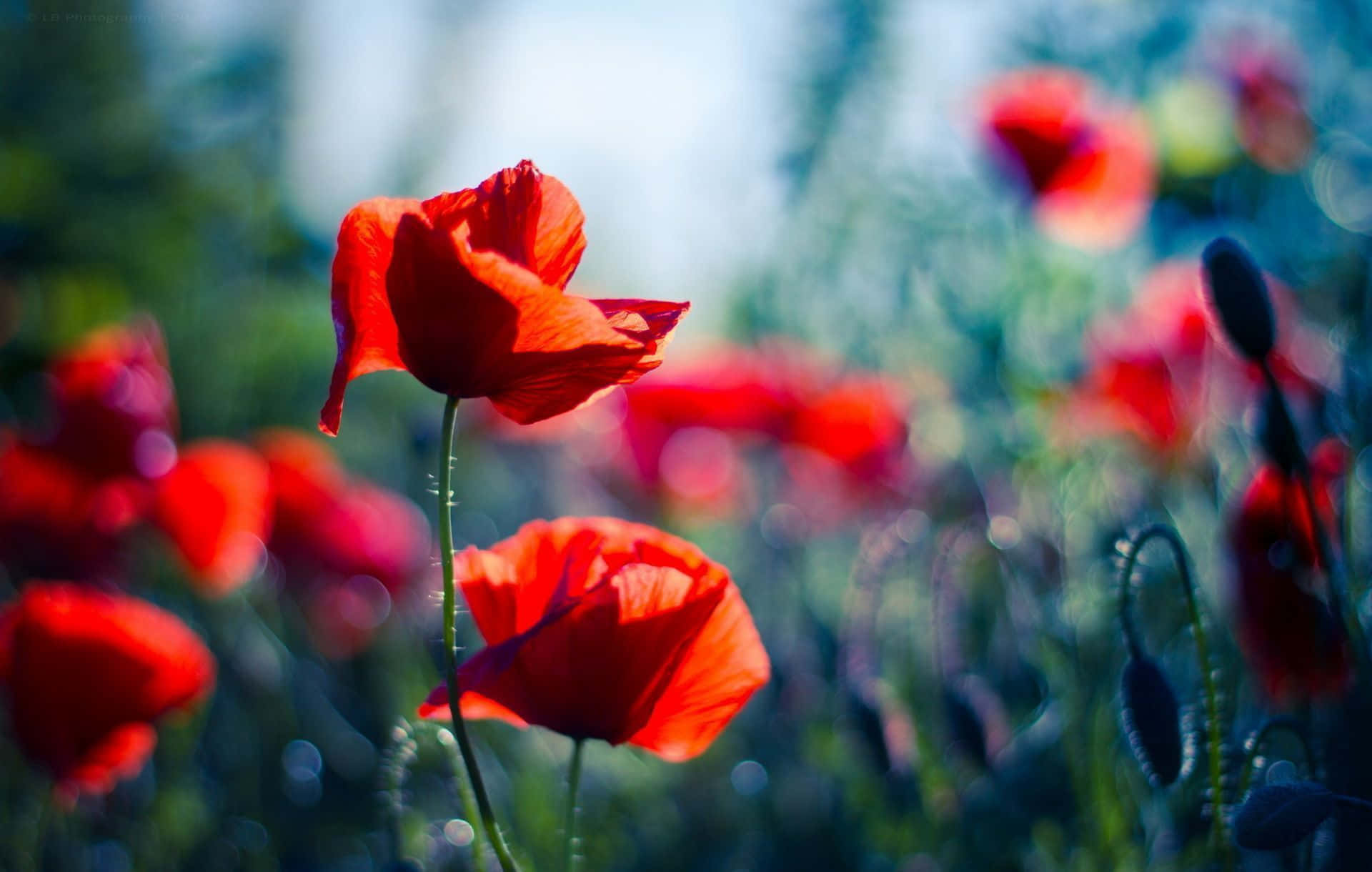Poppy, a symbol of remembrance