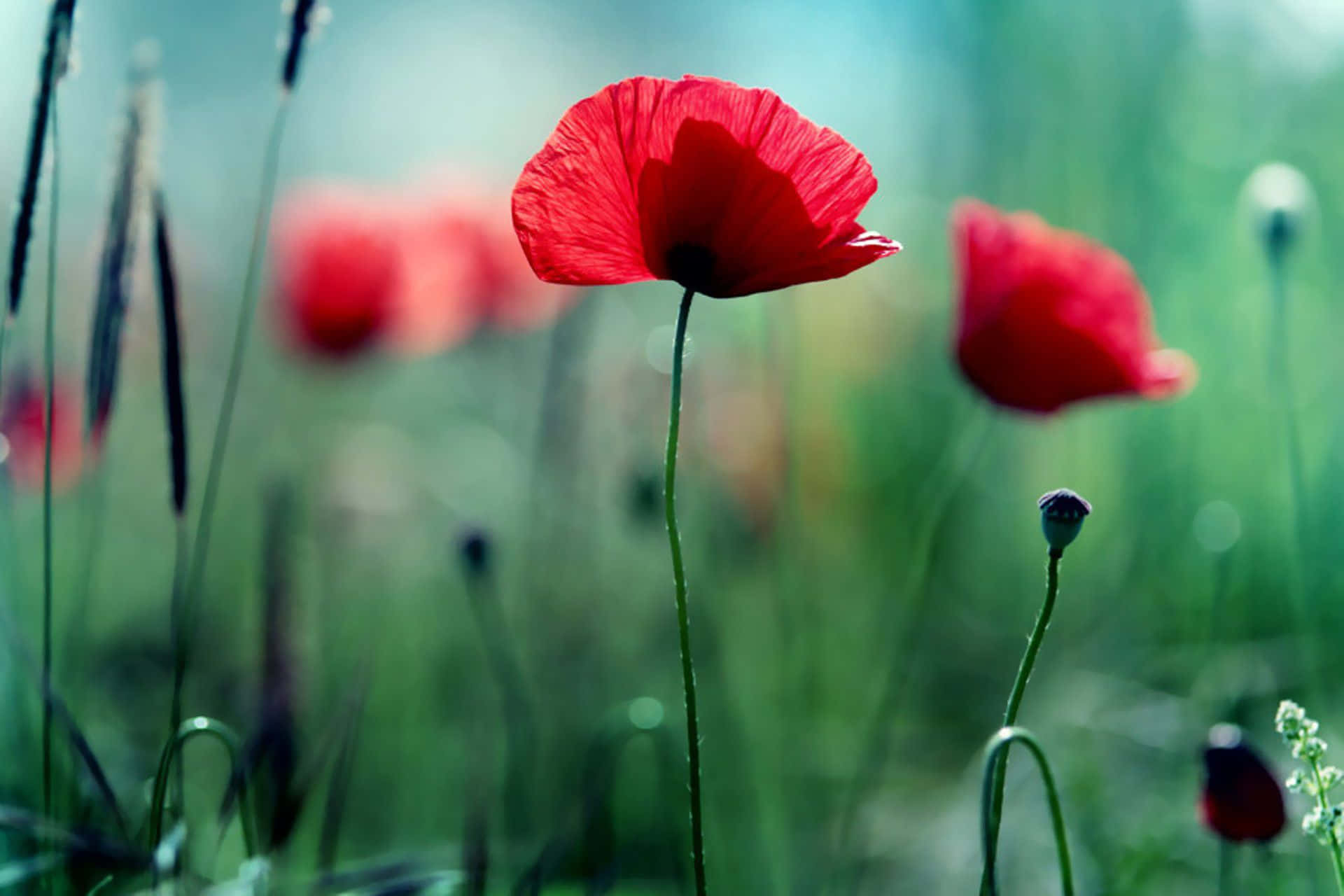 Poppy, a sign of strength, courage, and resilience.