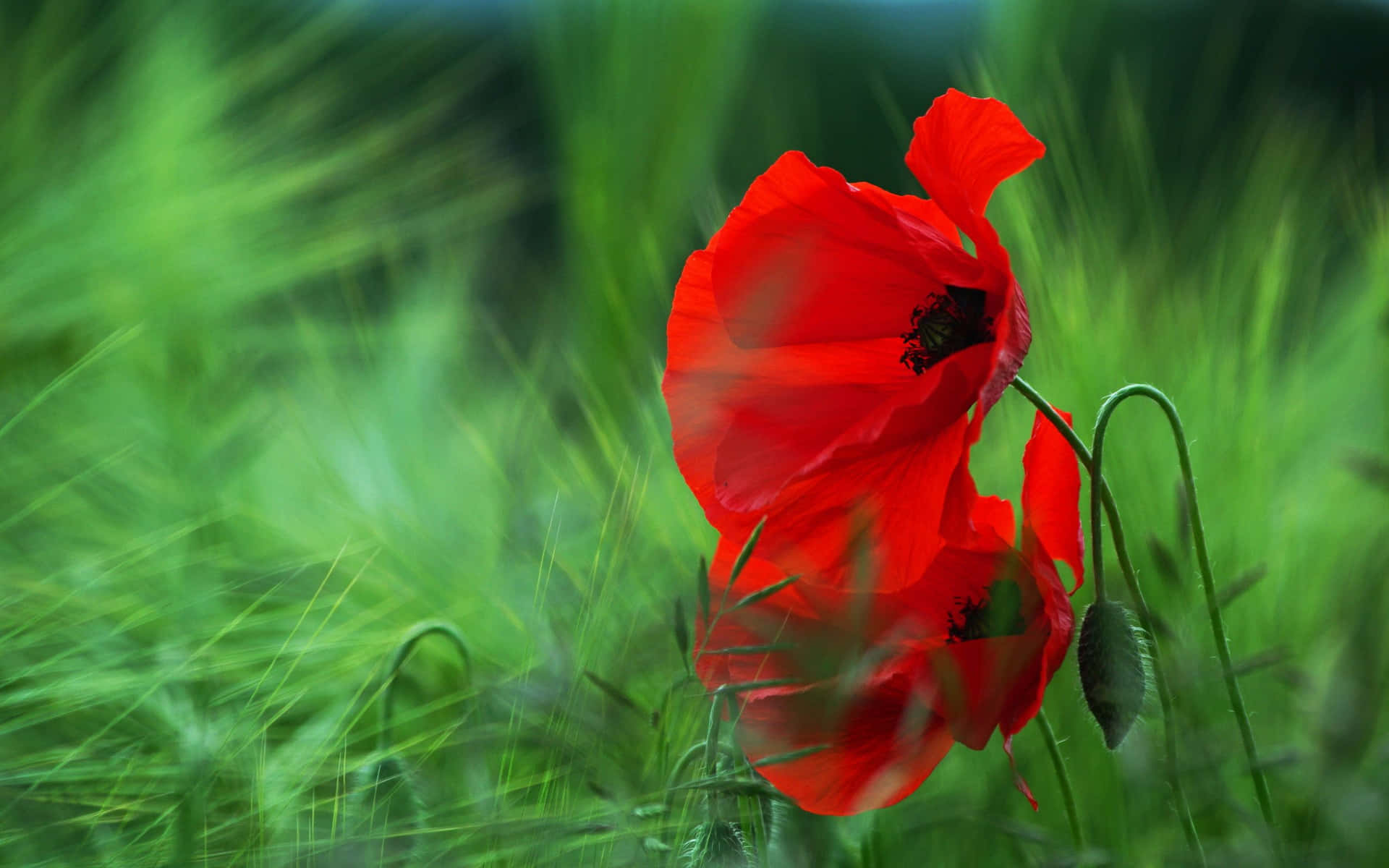 two red poppies in the grass