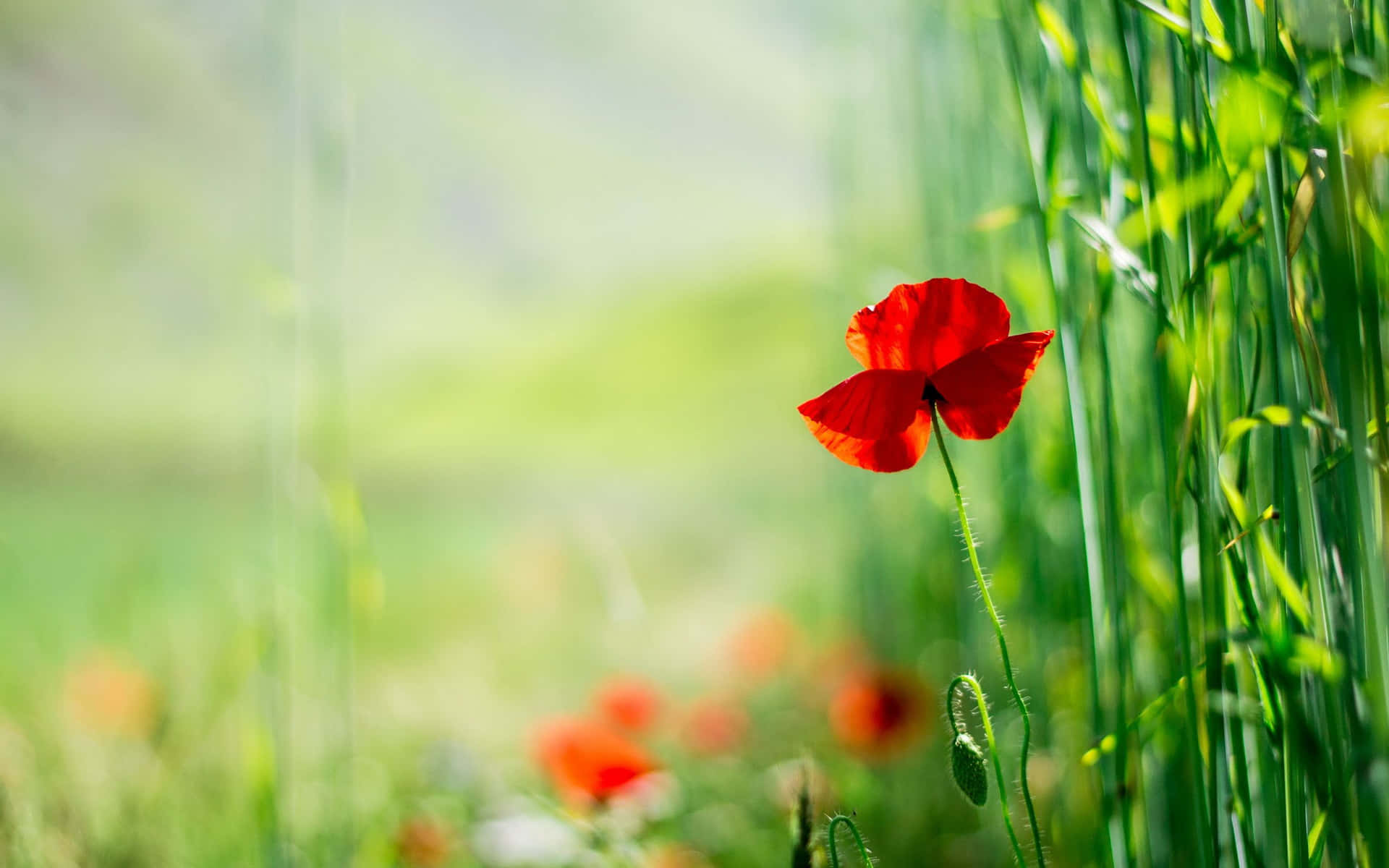 Eineleuchtend Rote Mohnblume Sticht Gegen Den Lebendigen Blauen Himmel Hervor!