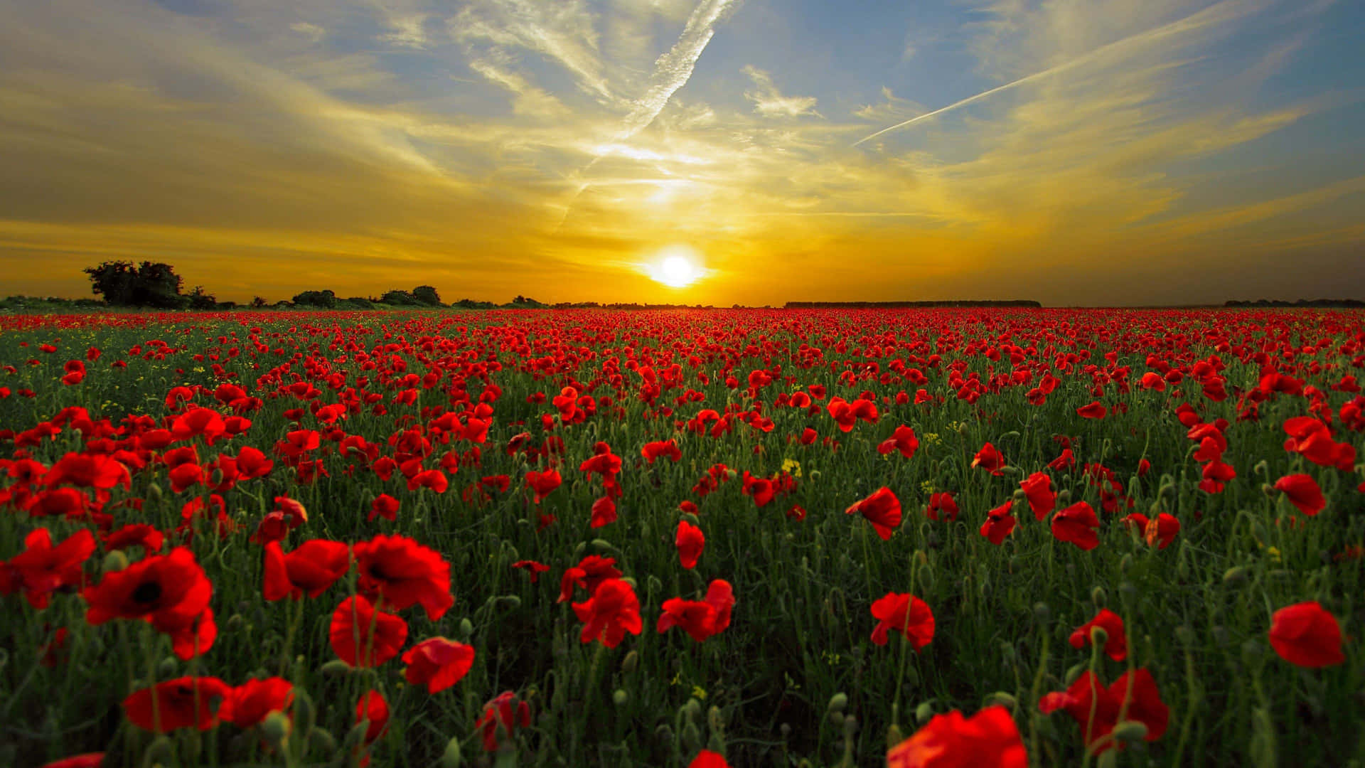 A Field Of Red Poppies