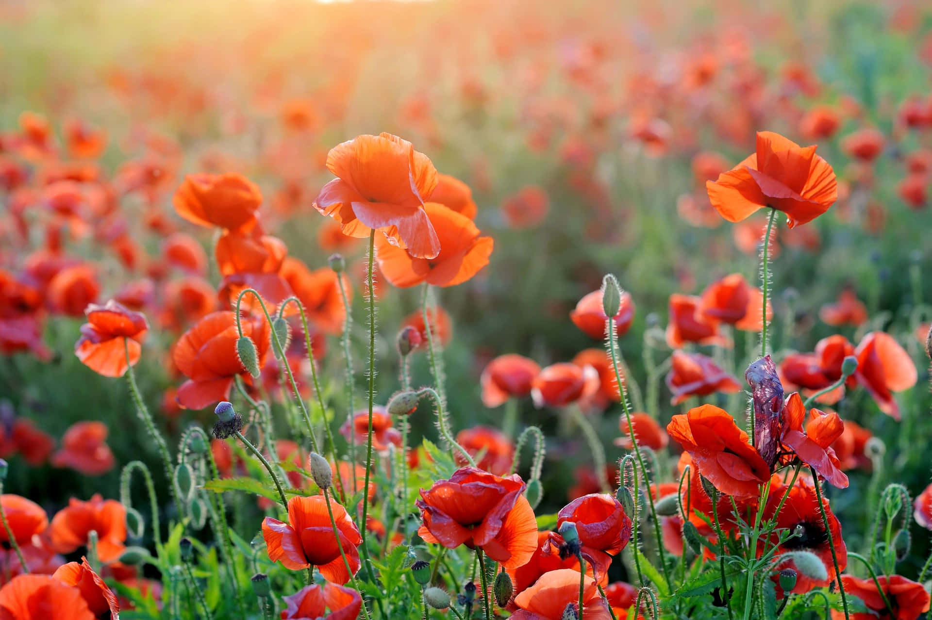 A field of brilliant Poppies in the bright sunshine.