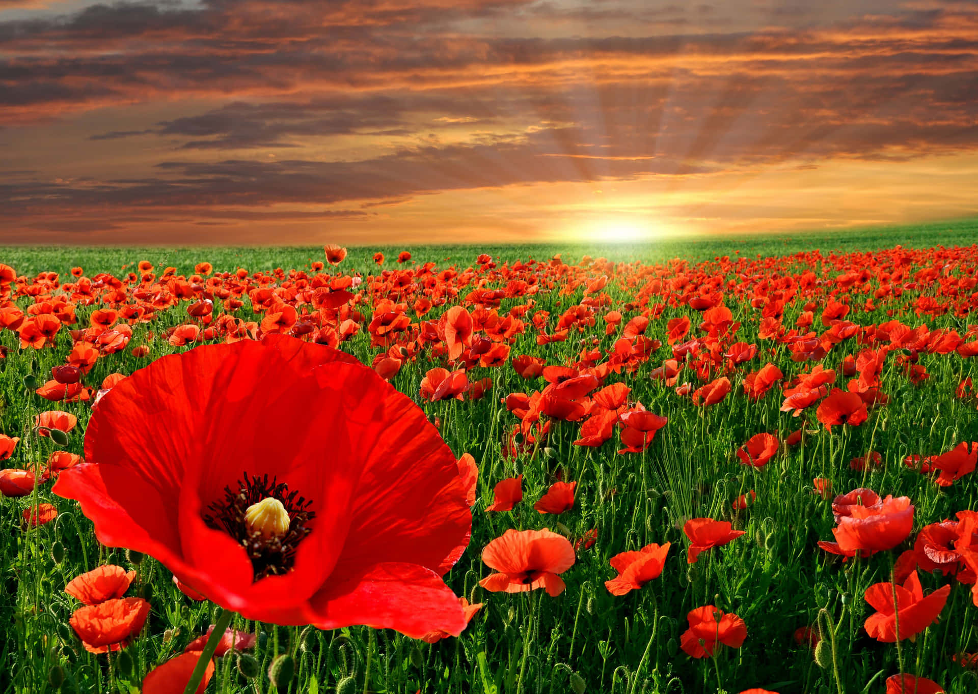“Brighten up your day with a beautiful Poppy flower”