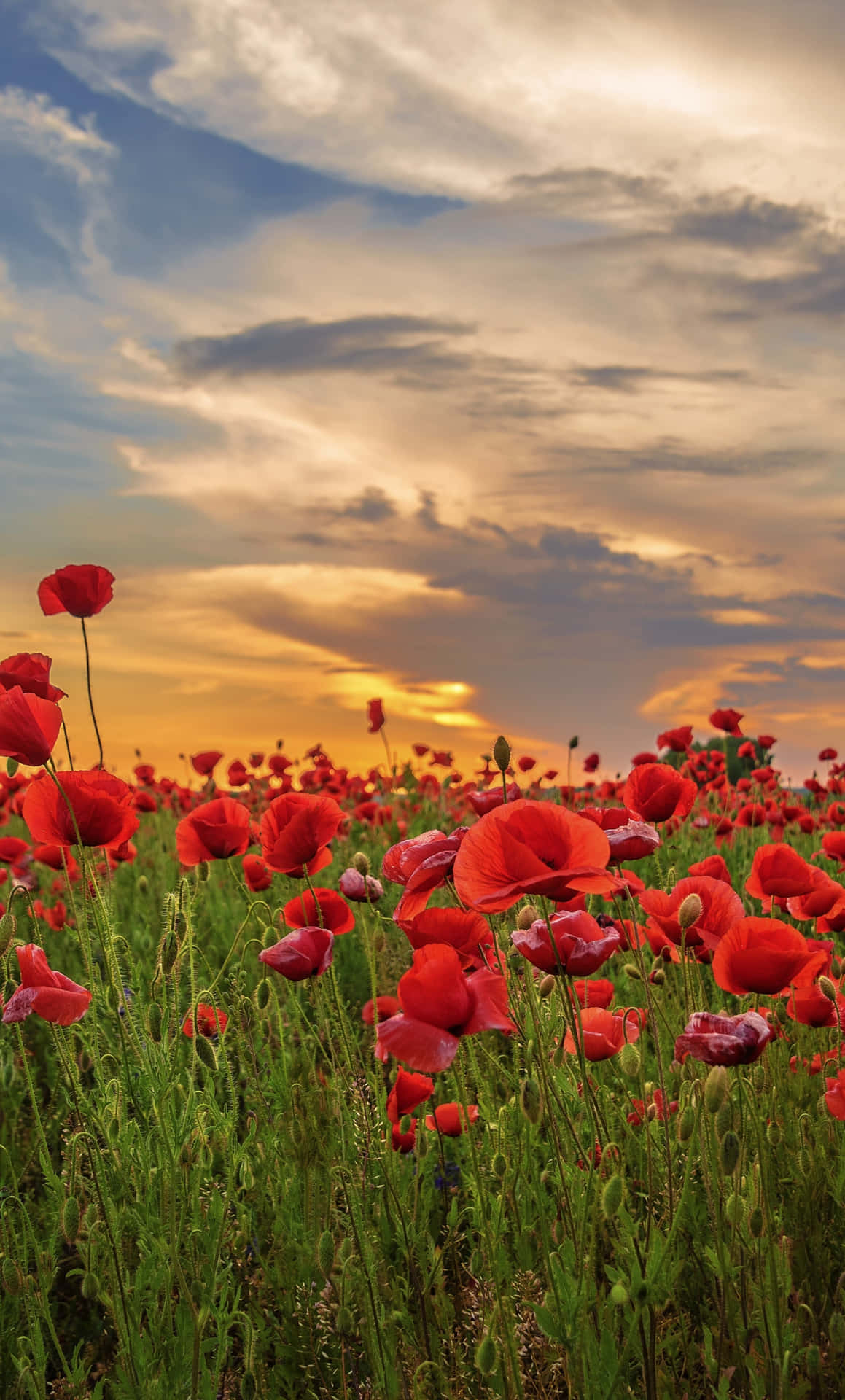 Blooming Red Poppy Field Under A Clear Blue Sky Wallpaper