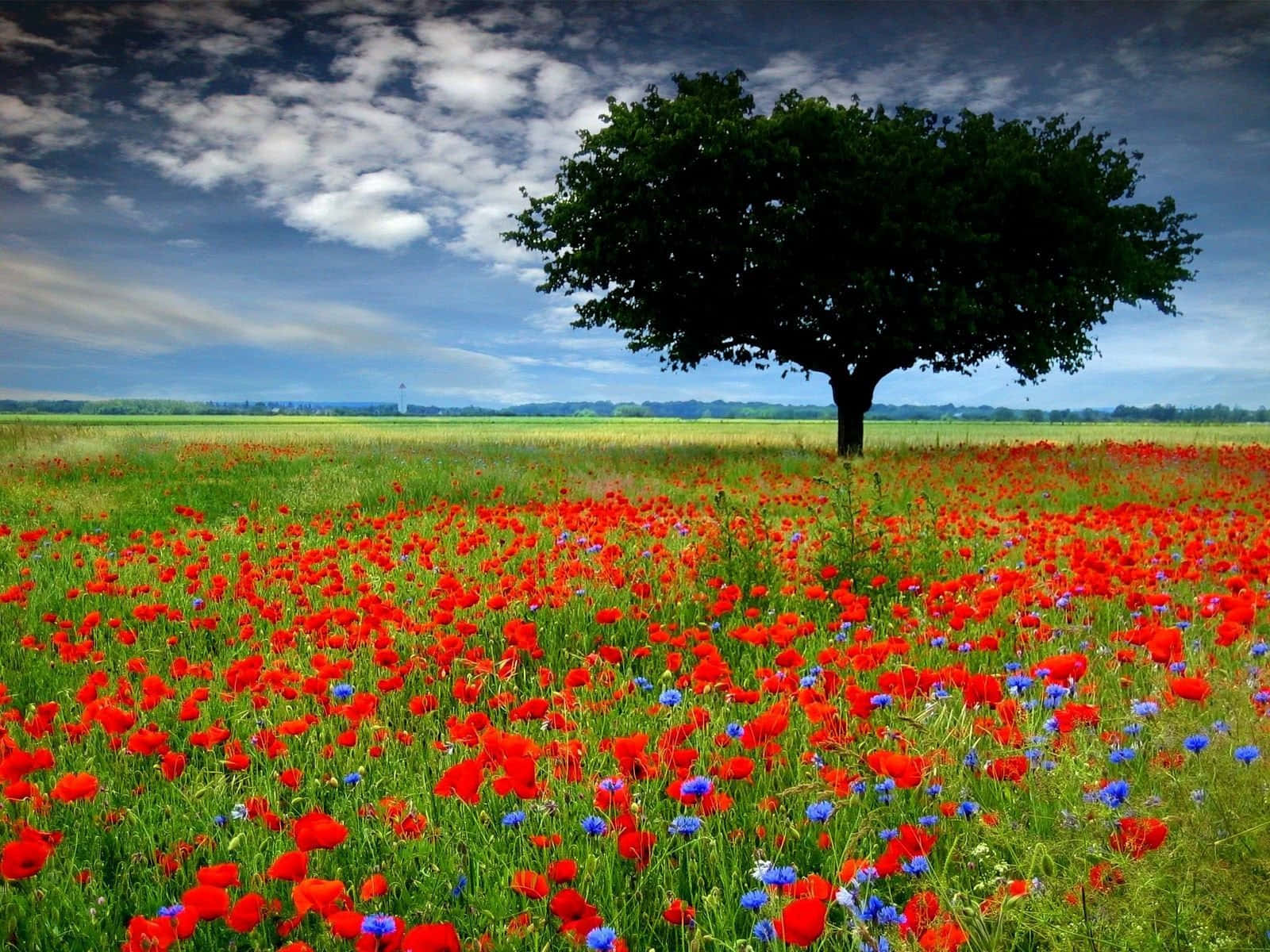 A picturesque poppy field basking in the summer sun Wallpaper