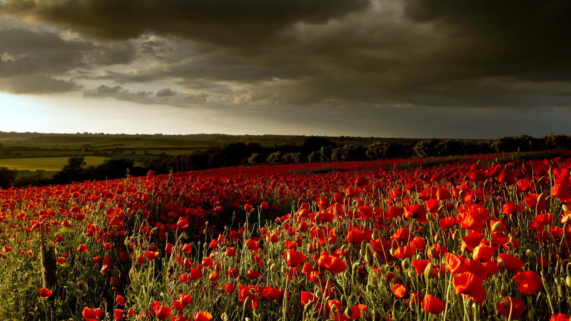 Breathtaking view of a lush poppy field at sunset Wallpaper