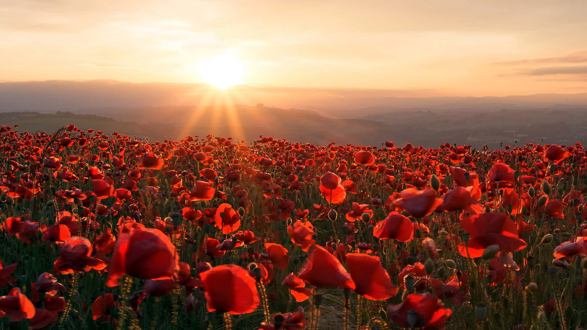 Download Tranquil Poppy Field At Sunset Wallpaper 