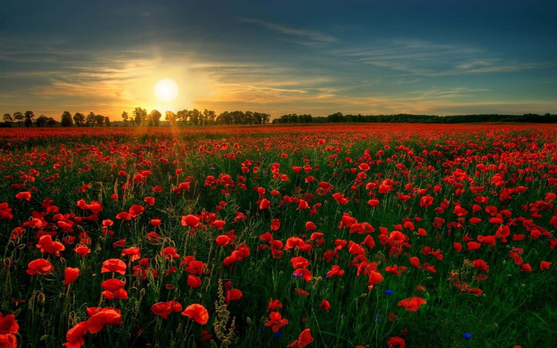 Captivating Poppy Field Landscape Wallpaper