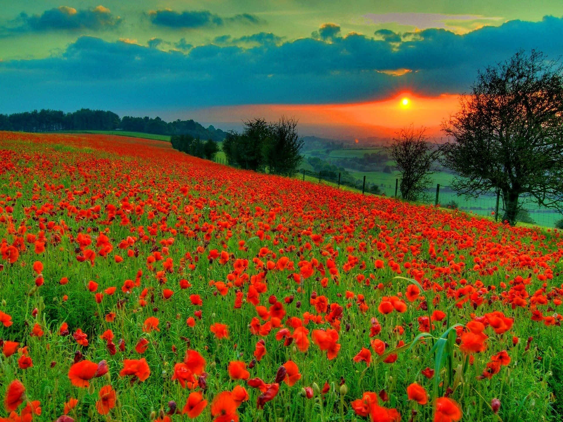 Serene Poppy Field in Full Bloom Wallpaper