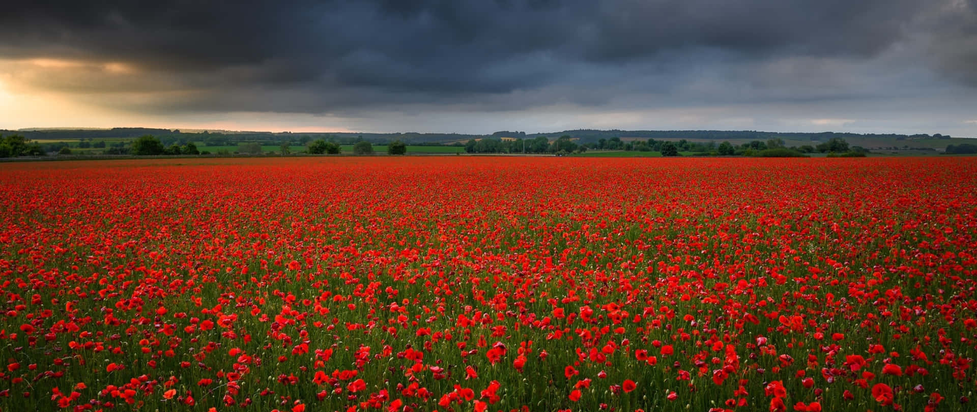 Enchanting Poppy Field at Sunset Wallpaper