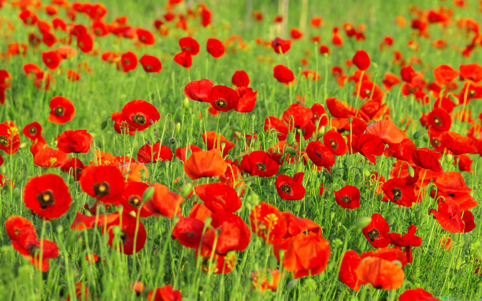 A serene and vibrant poppy field in full bloom at sunset Wallpaper