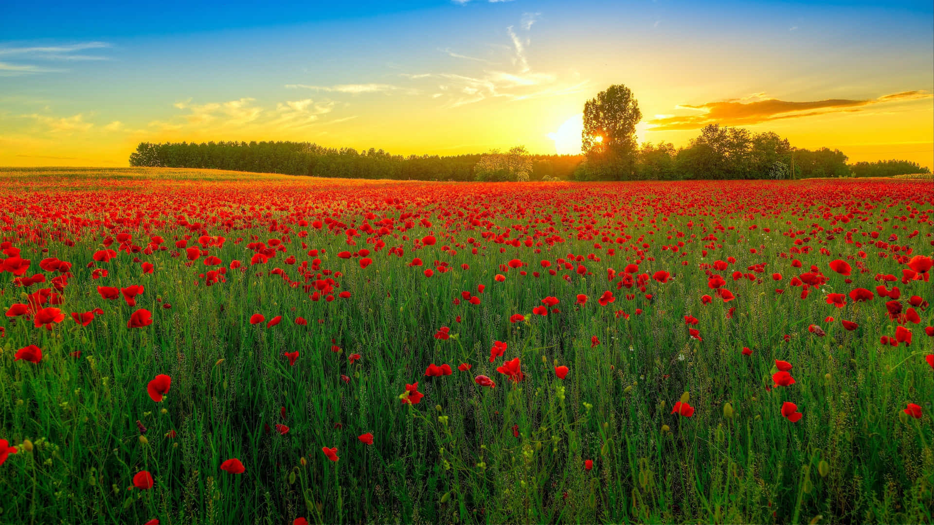 Serene Poppy Field at Sunset Wallpaper