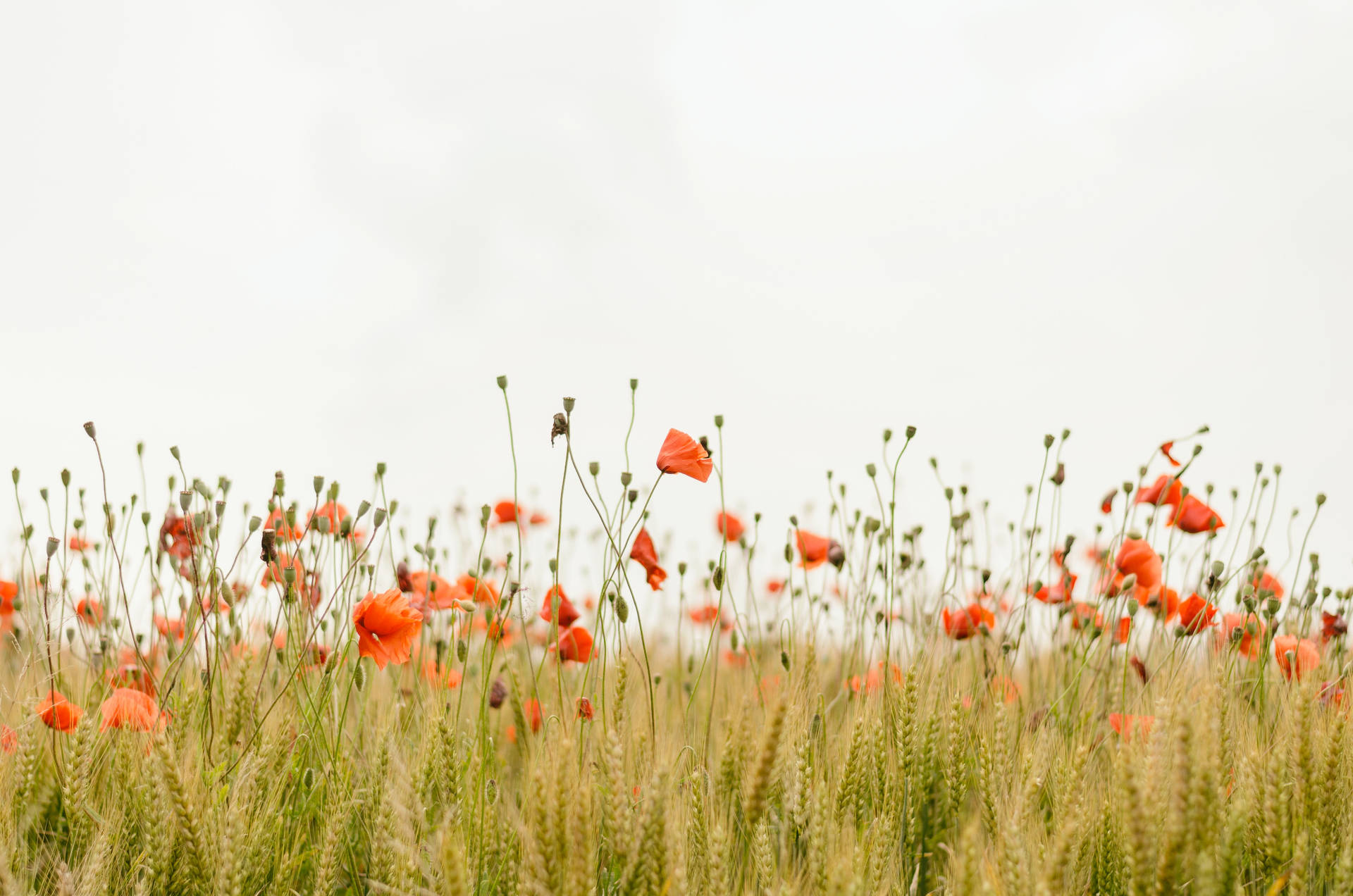 Poppy Field Hd Landscape Desktop Wallpaper