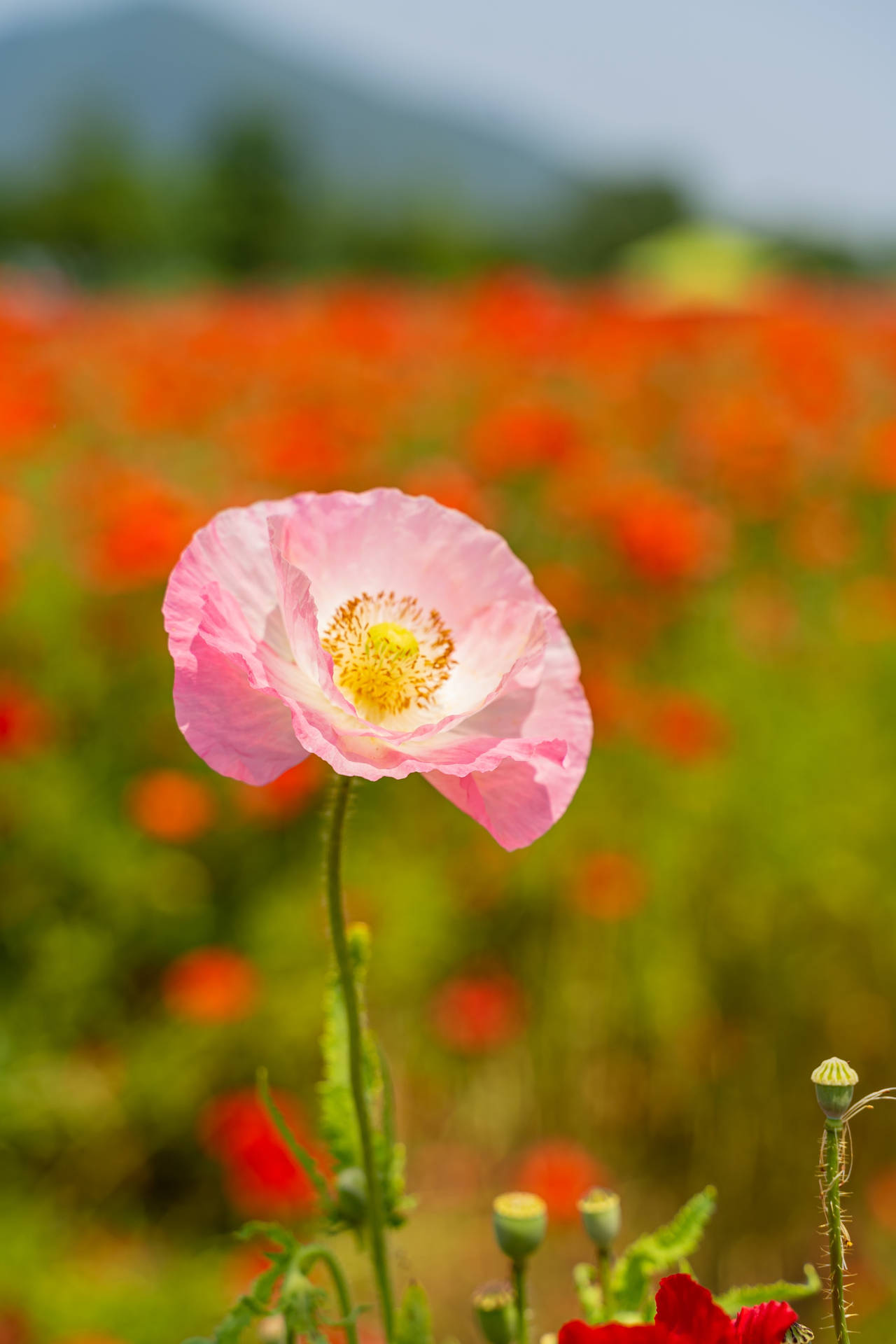 Poppy Flower Android Wallpaper