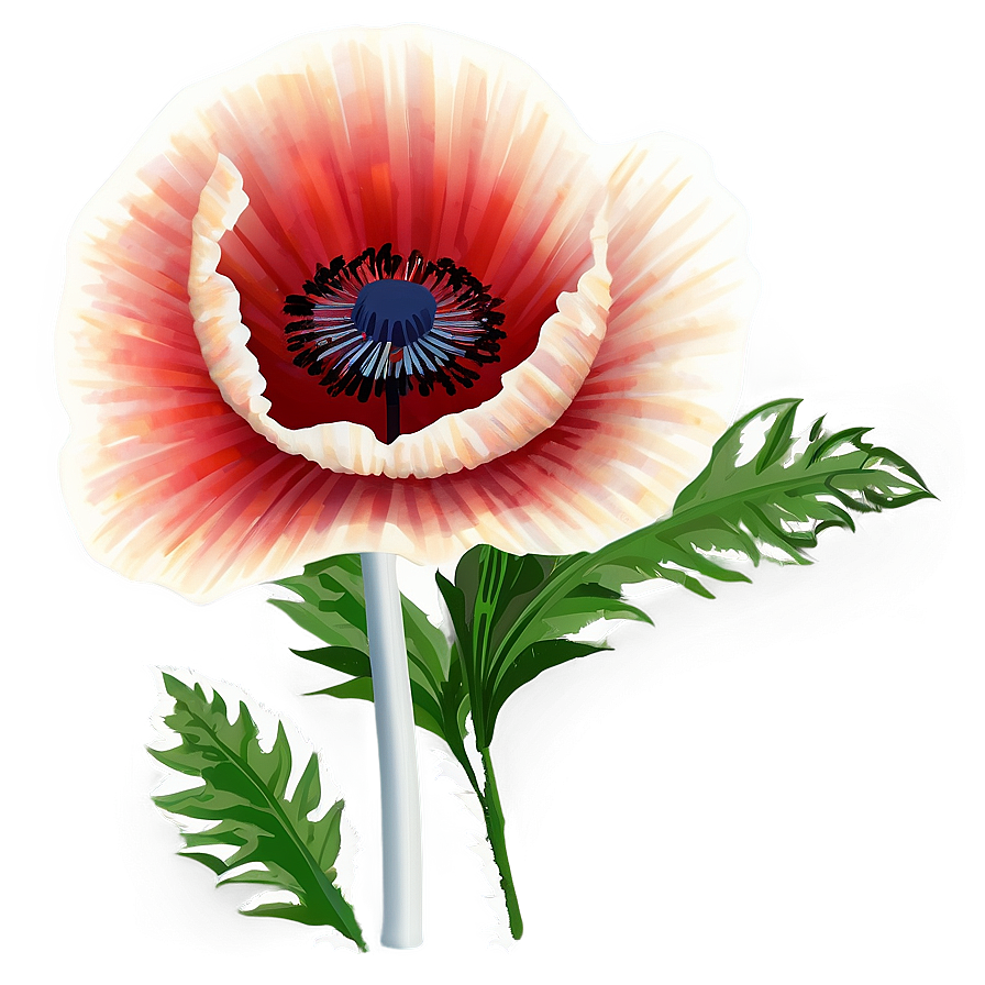 Poppy Flower Transparent Png Hgr PNG