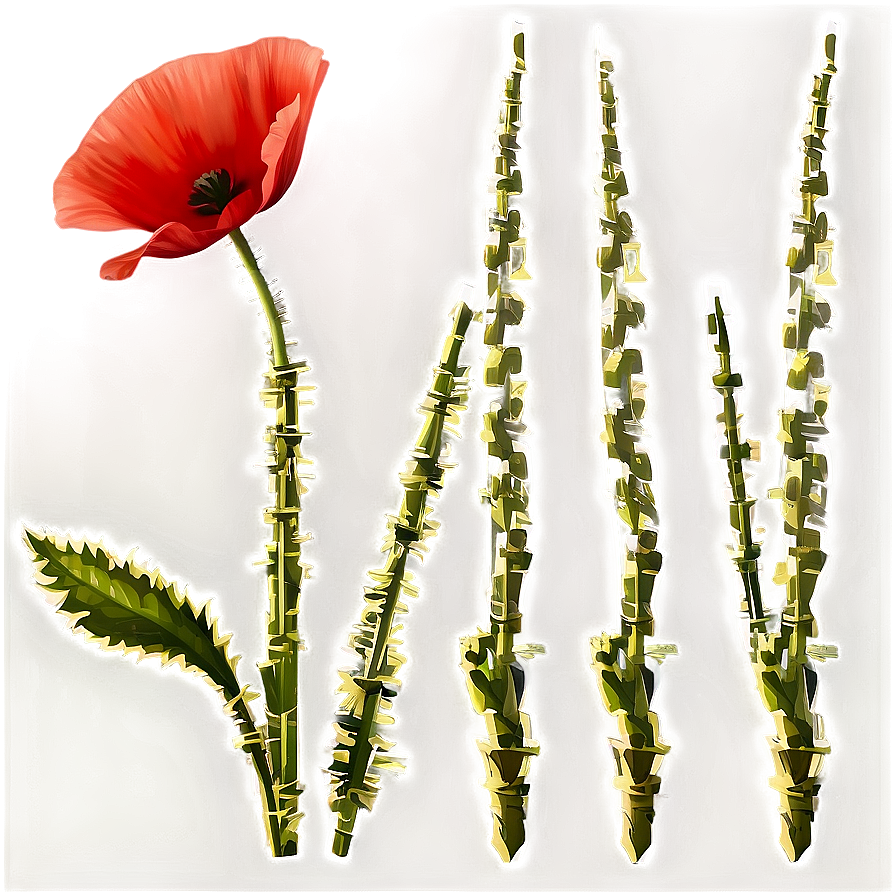 Poppy Flower Transparent Png Pib PNG