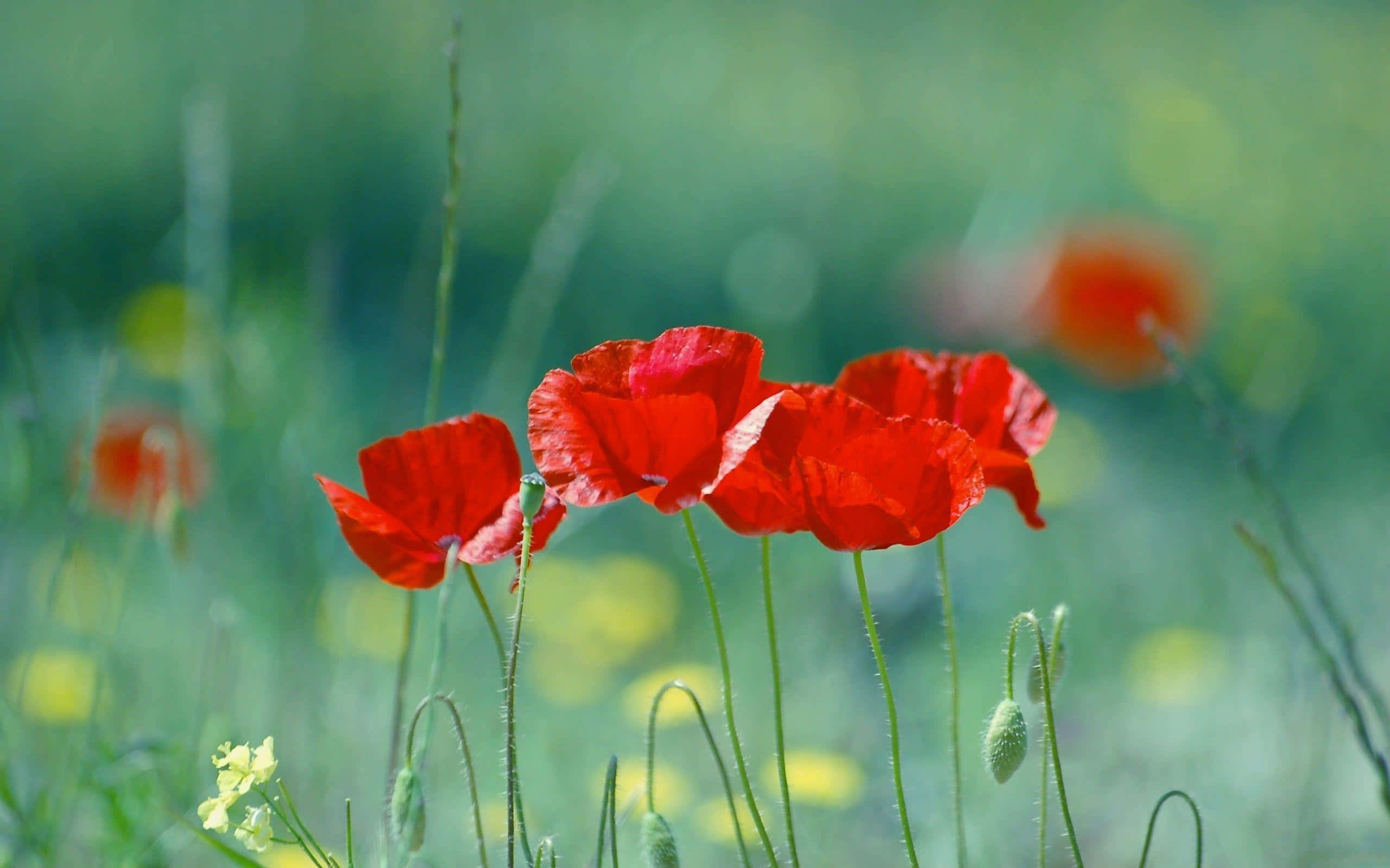 Bright red poppy flowers in the meadow.