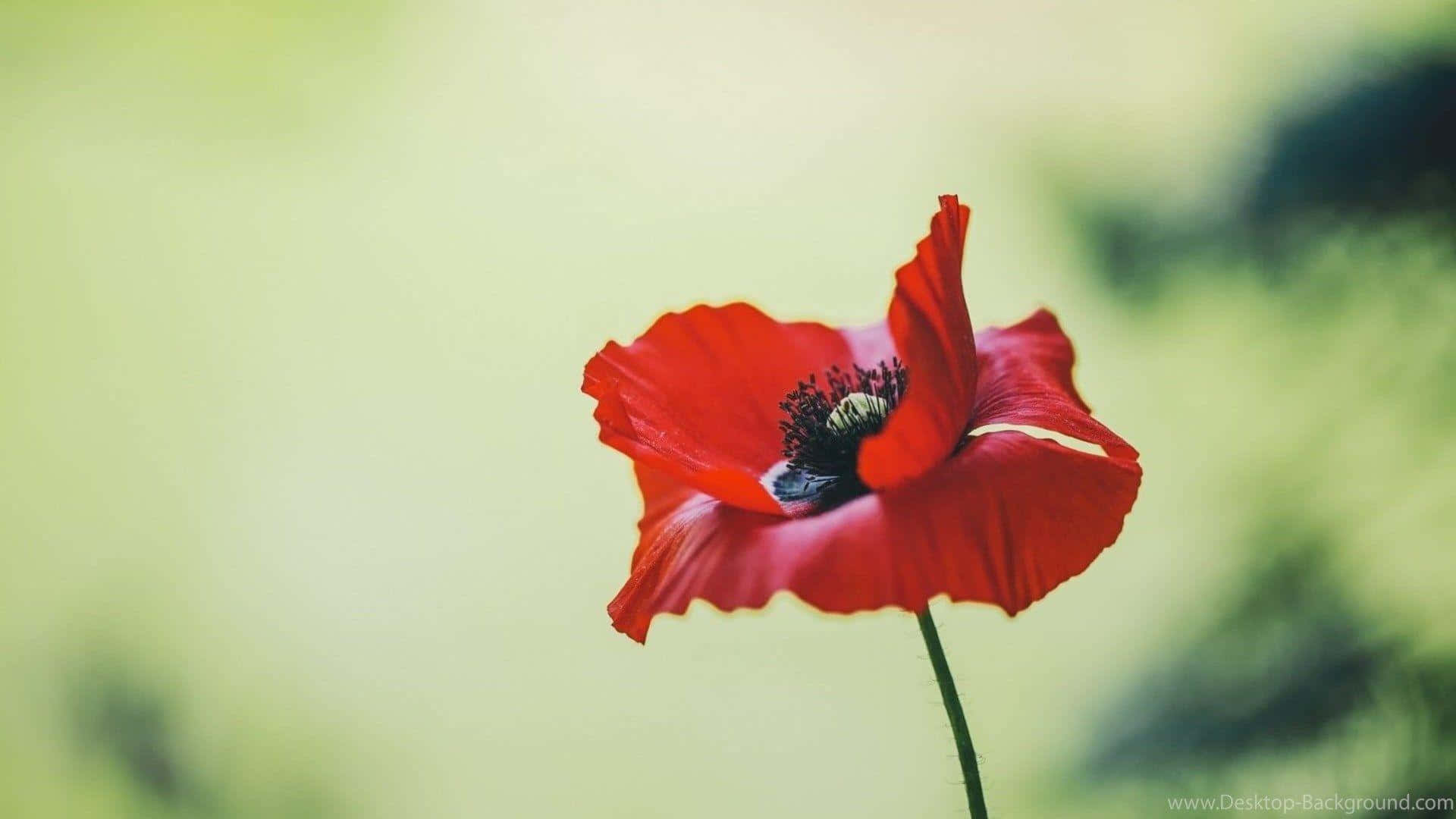 "A blooming poppy garden is a thing of beauty."