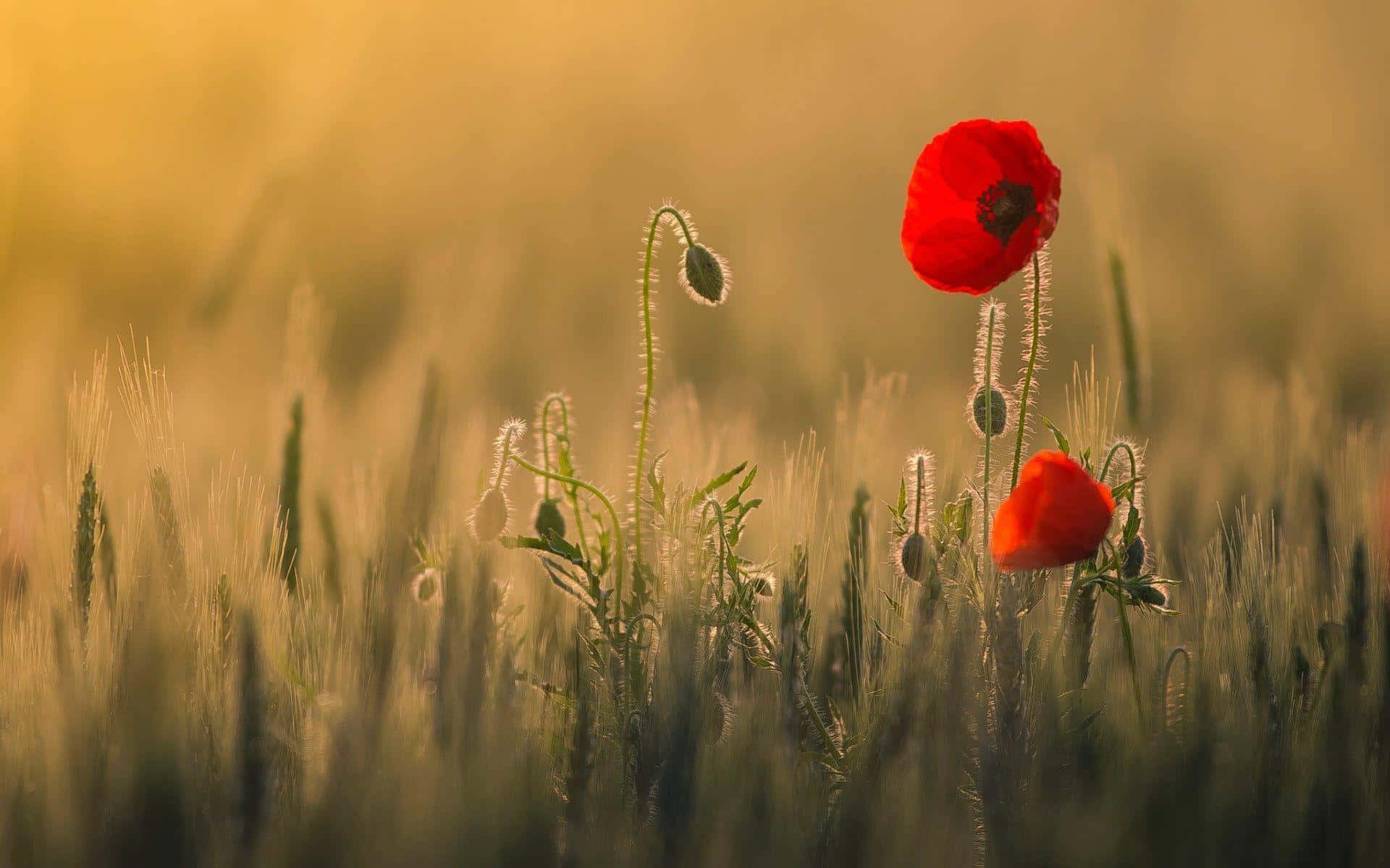 two red poppies in a field at sunset