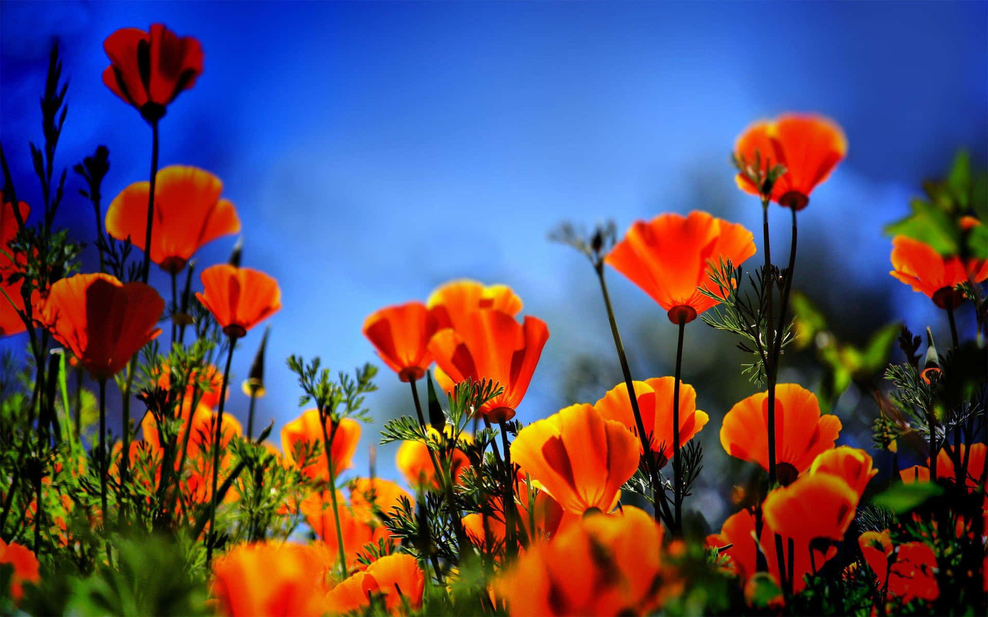orange flowers in the field against a blue sky