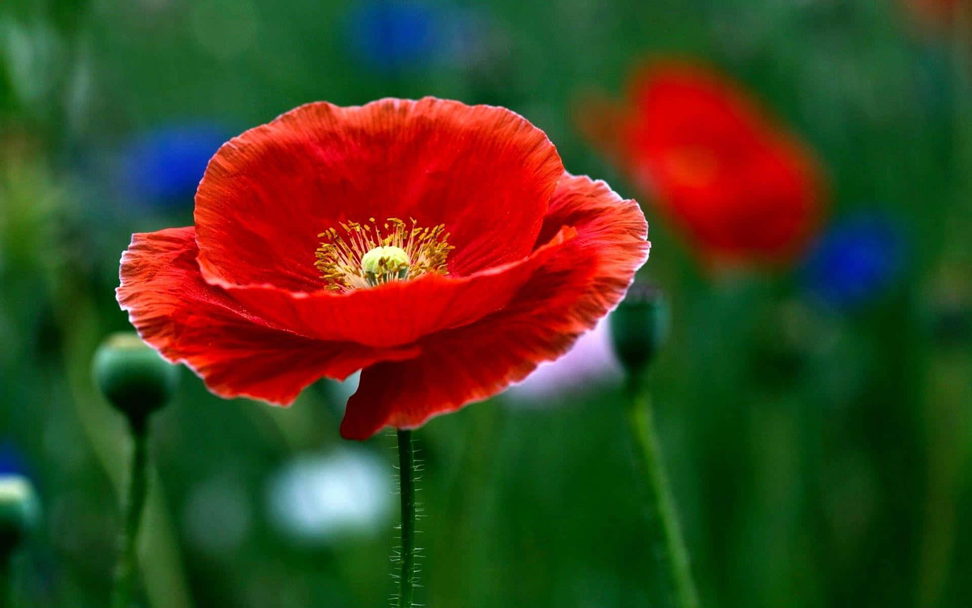 A Red Poppy Flower Is In The Middle Of A Field