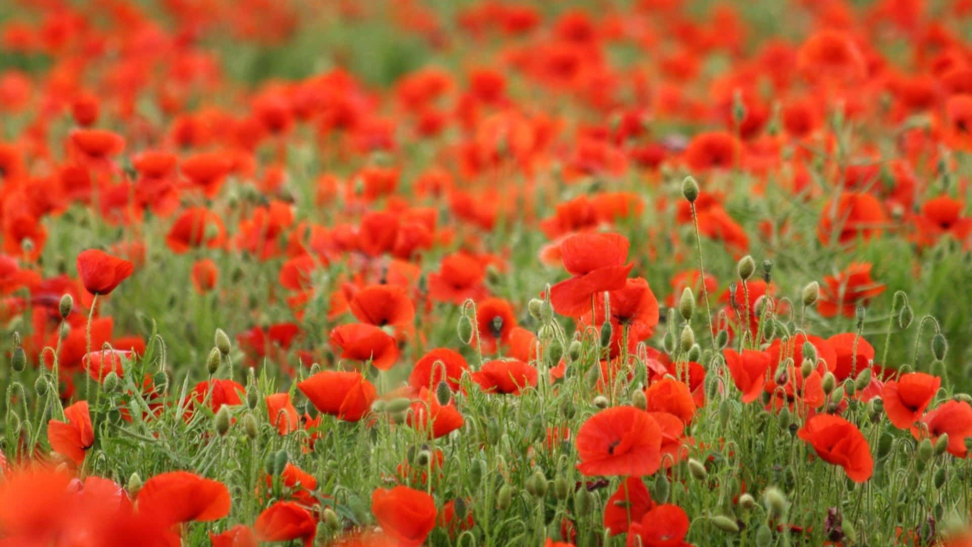 Poppy blooms in the spring, adding a splash of color to the landscape