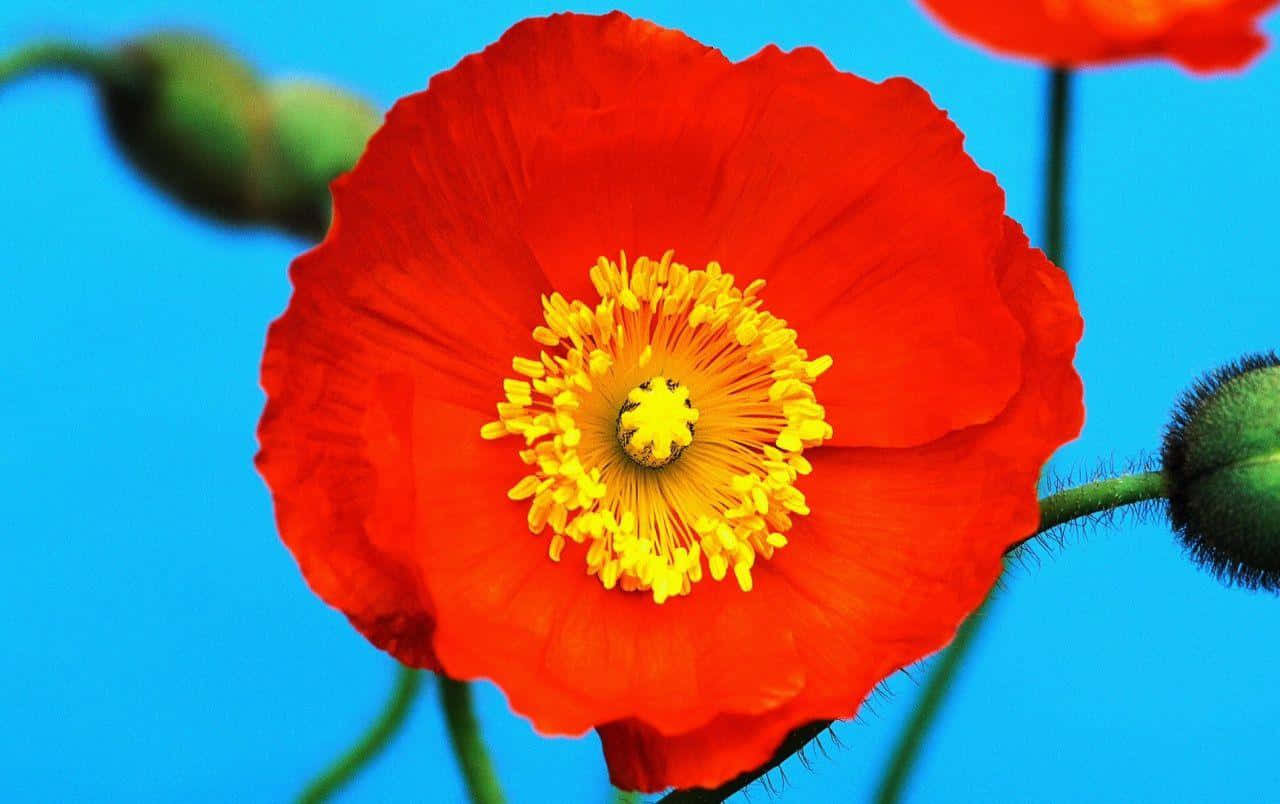 An orange poppy surrounded by green foliage