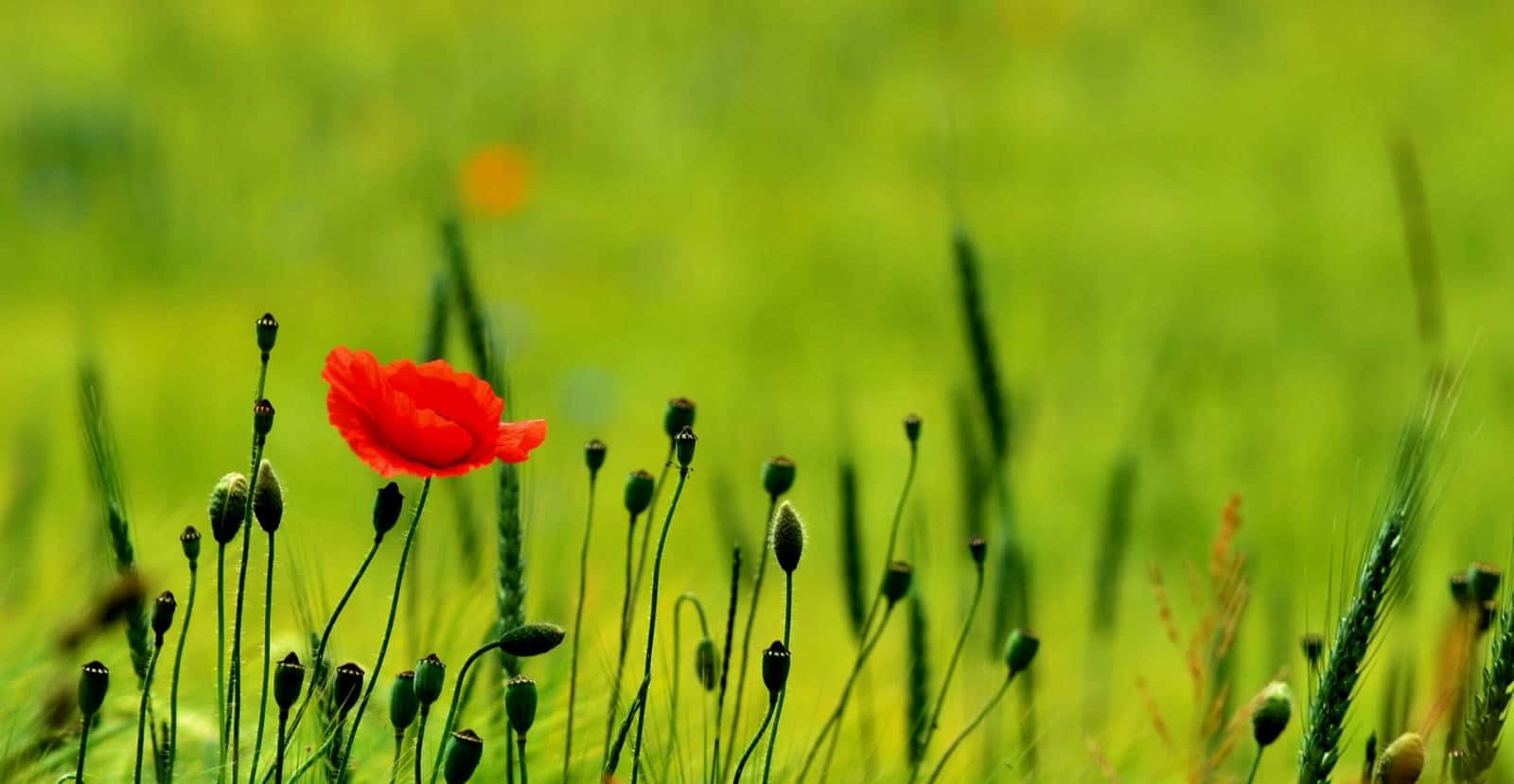 "Watch the vibrant beauty of poppies bloom in a field"