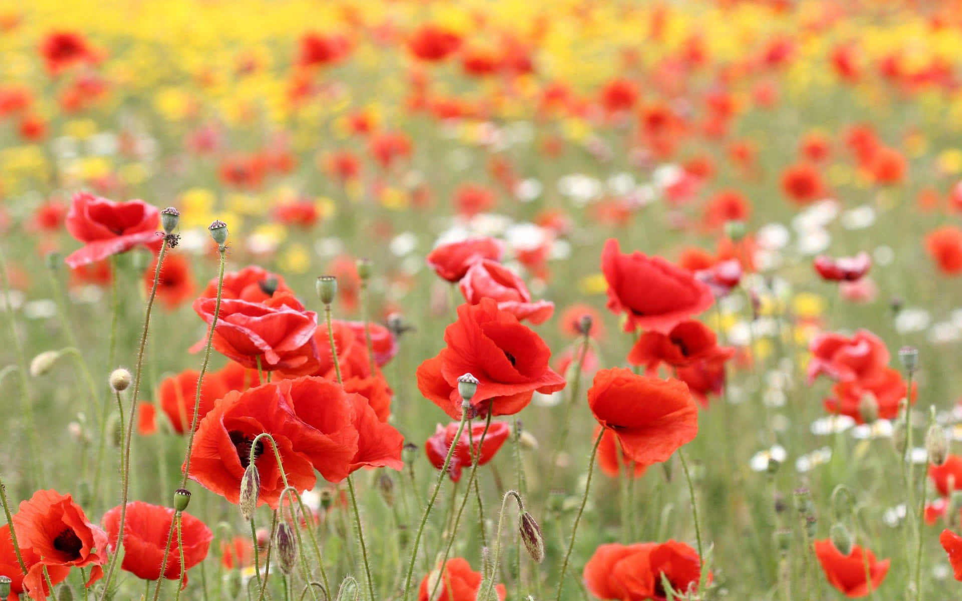 Gentle blooming of radiant red poppy flowers in a thriving, yet peaceful garden.