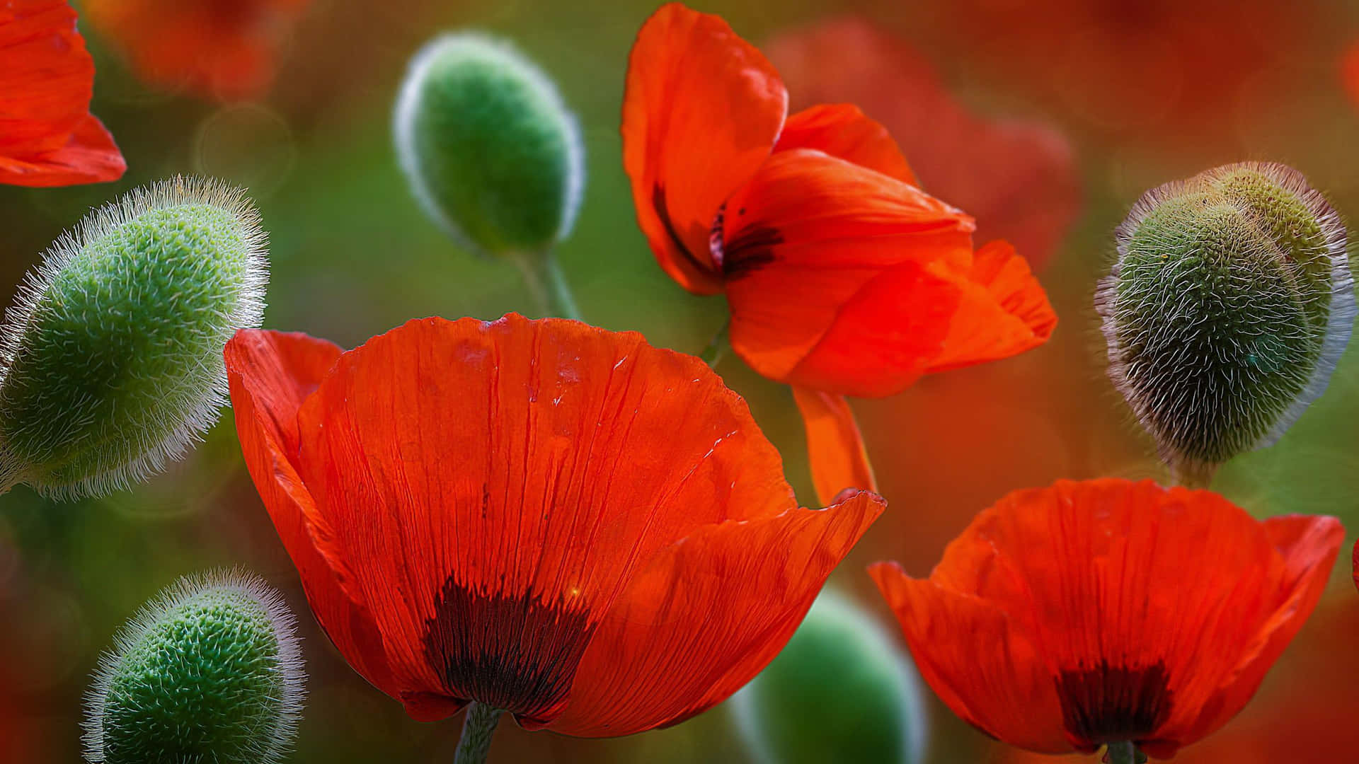 Poppy: A Symbol of Remembrance and Respect