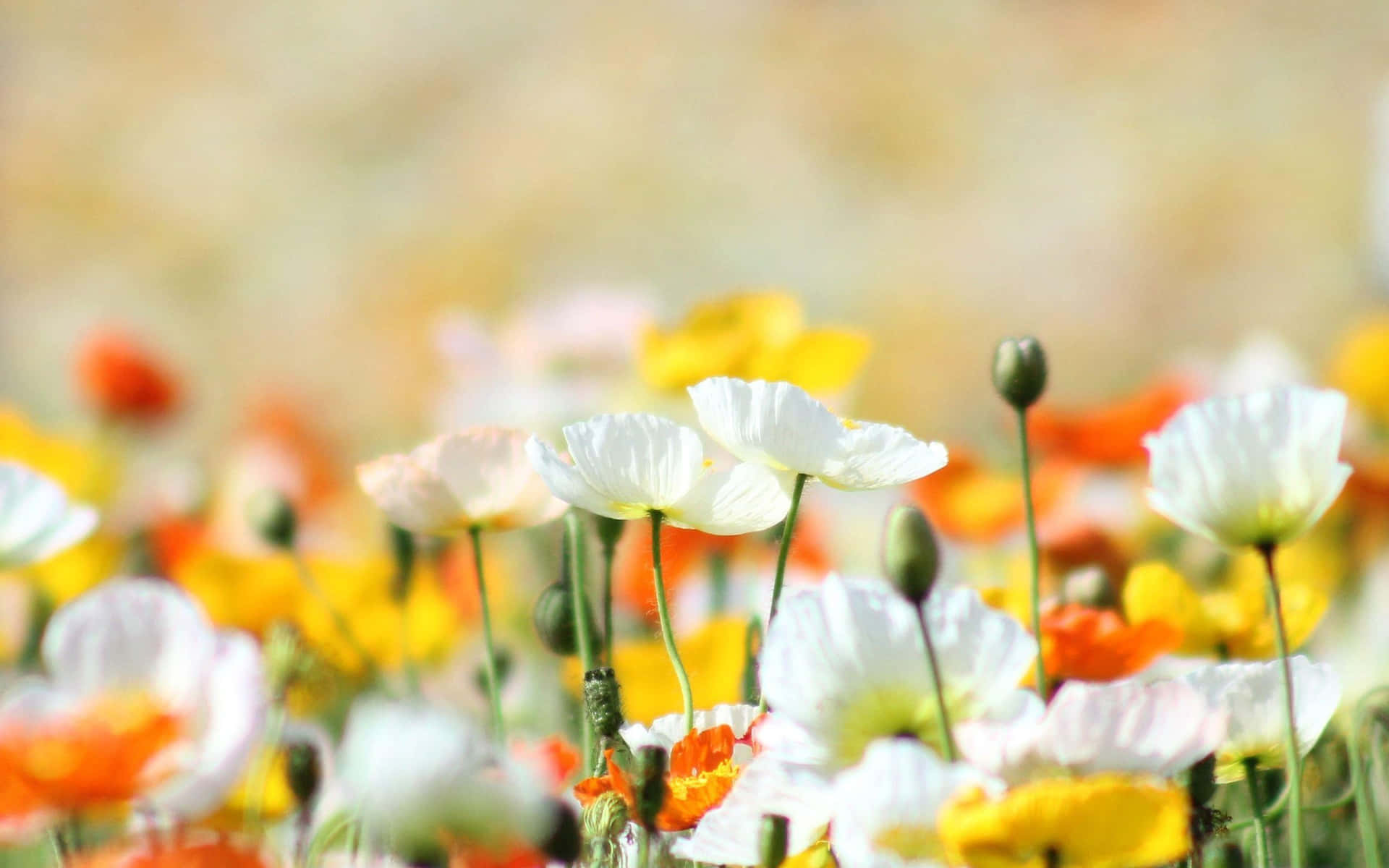 A Field Of White And Orange Flowers
