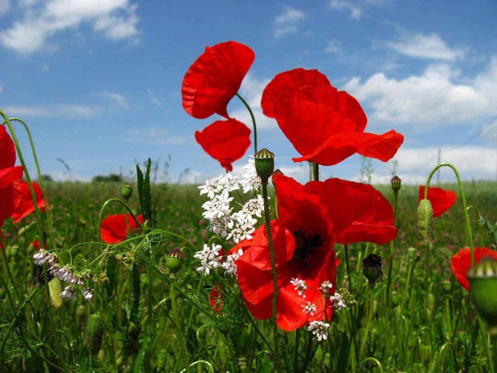Download Poppy Pictures | Wallpapers.com
