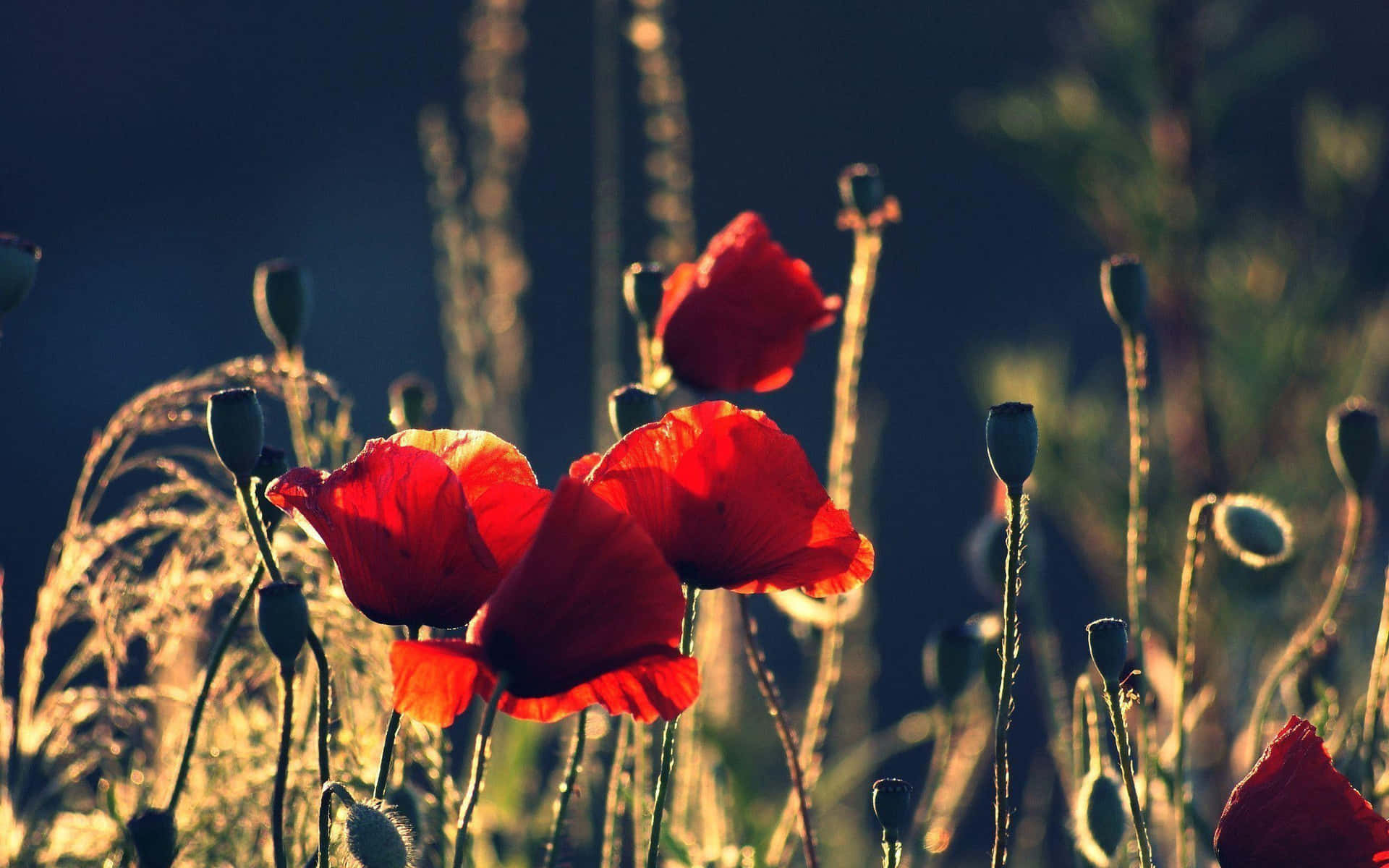 Brighten up your day with a beautiful poppy flower