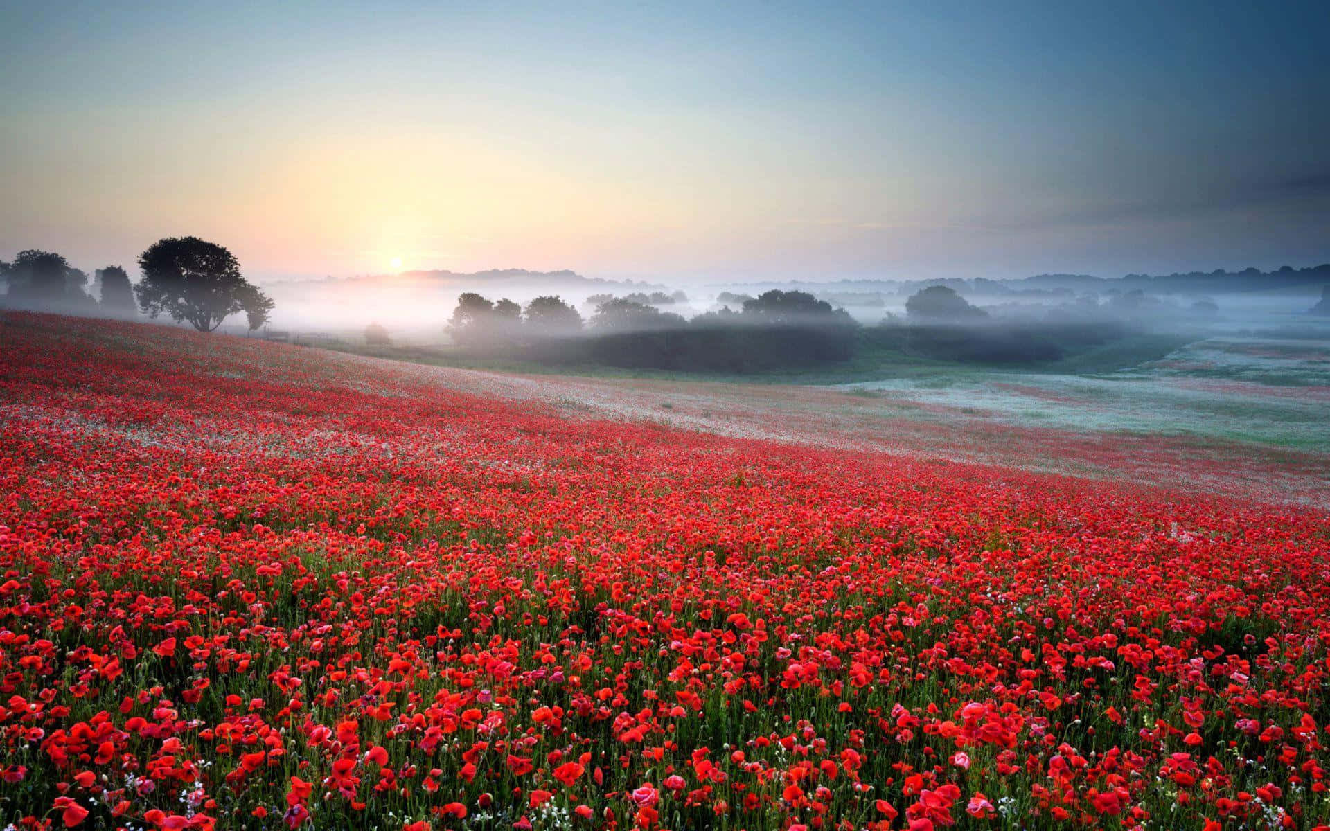 A Field Of Red Flowers With Fog In The Background