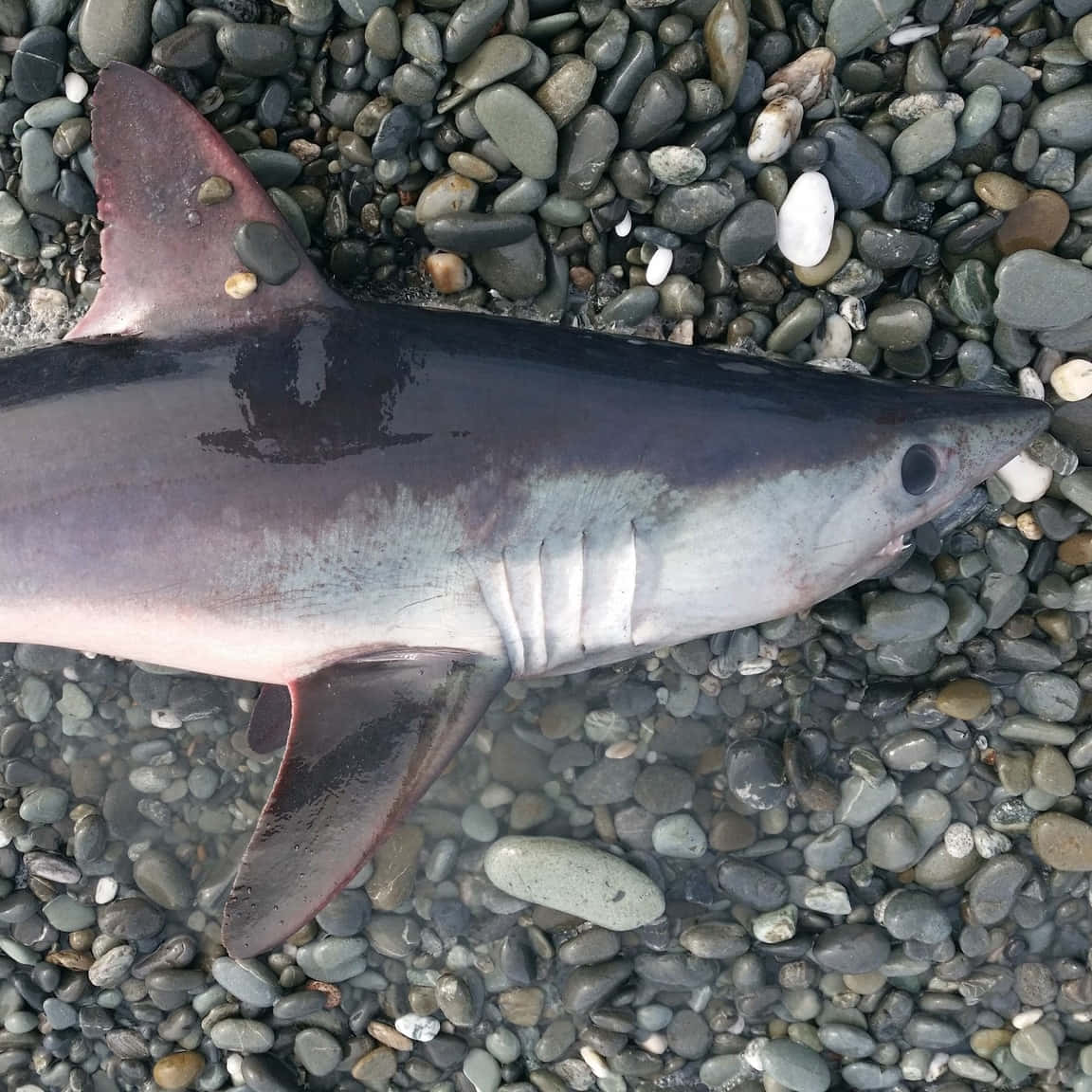 Download Porbeagle Shark On Pebbled Shore Wallpaper | Wallpapers.com